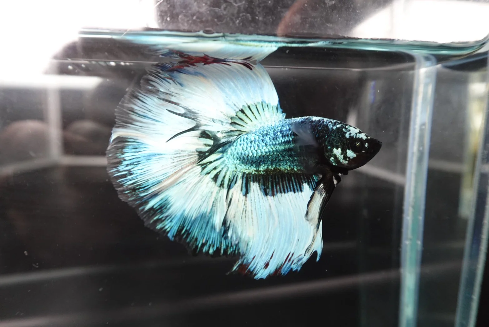 Rare Halfmoon Green Copper Betta Fish (Male) - Image 3