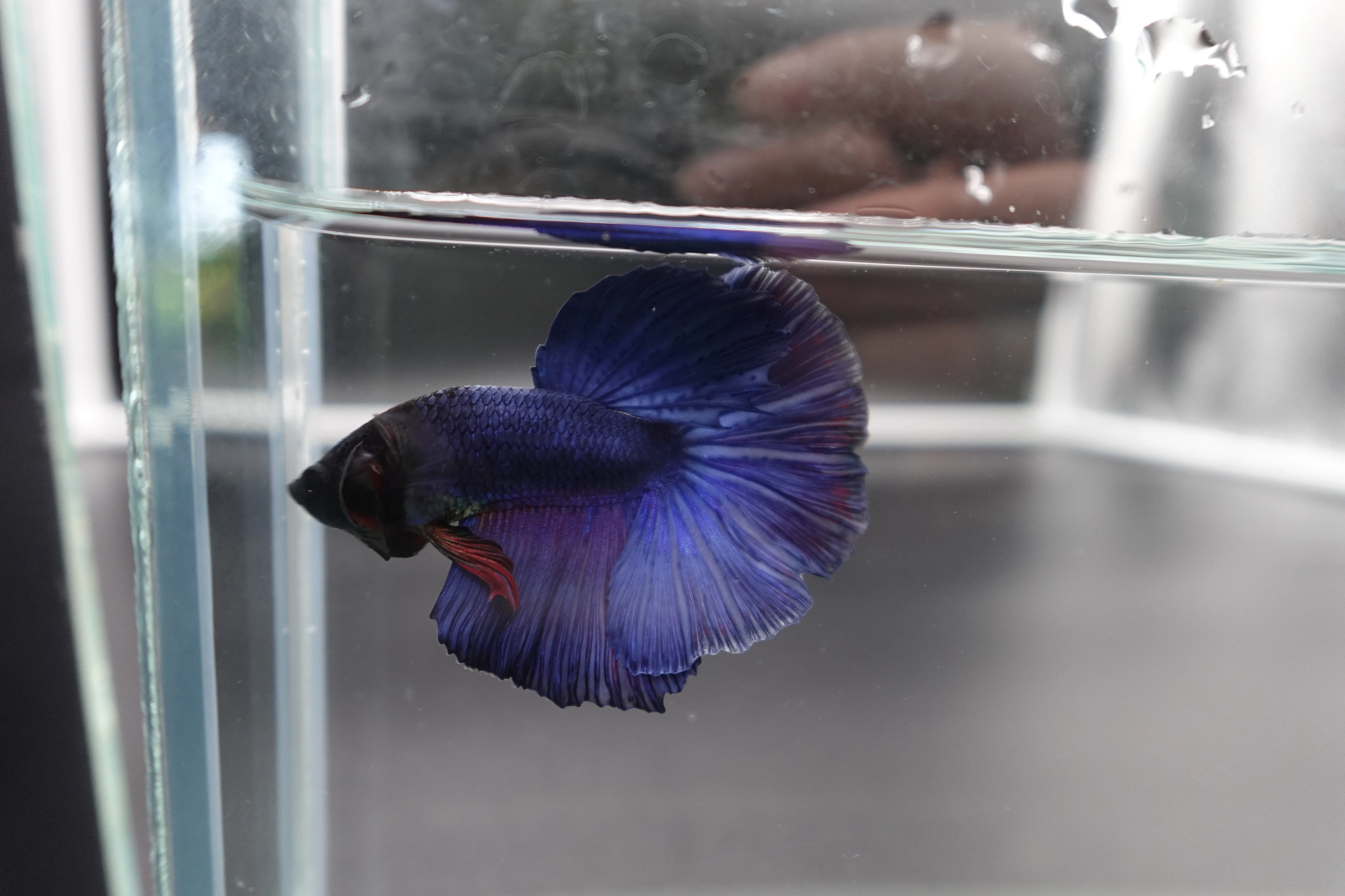 Rare Halfmoon Indigo Blue Betta Fish (Male) - Image 3