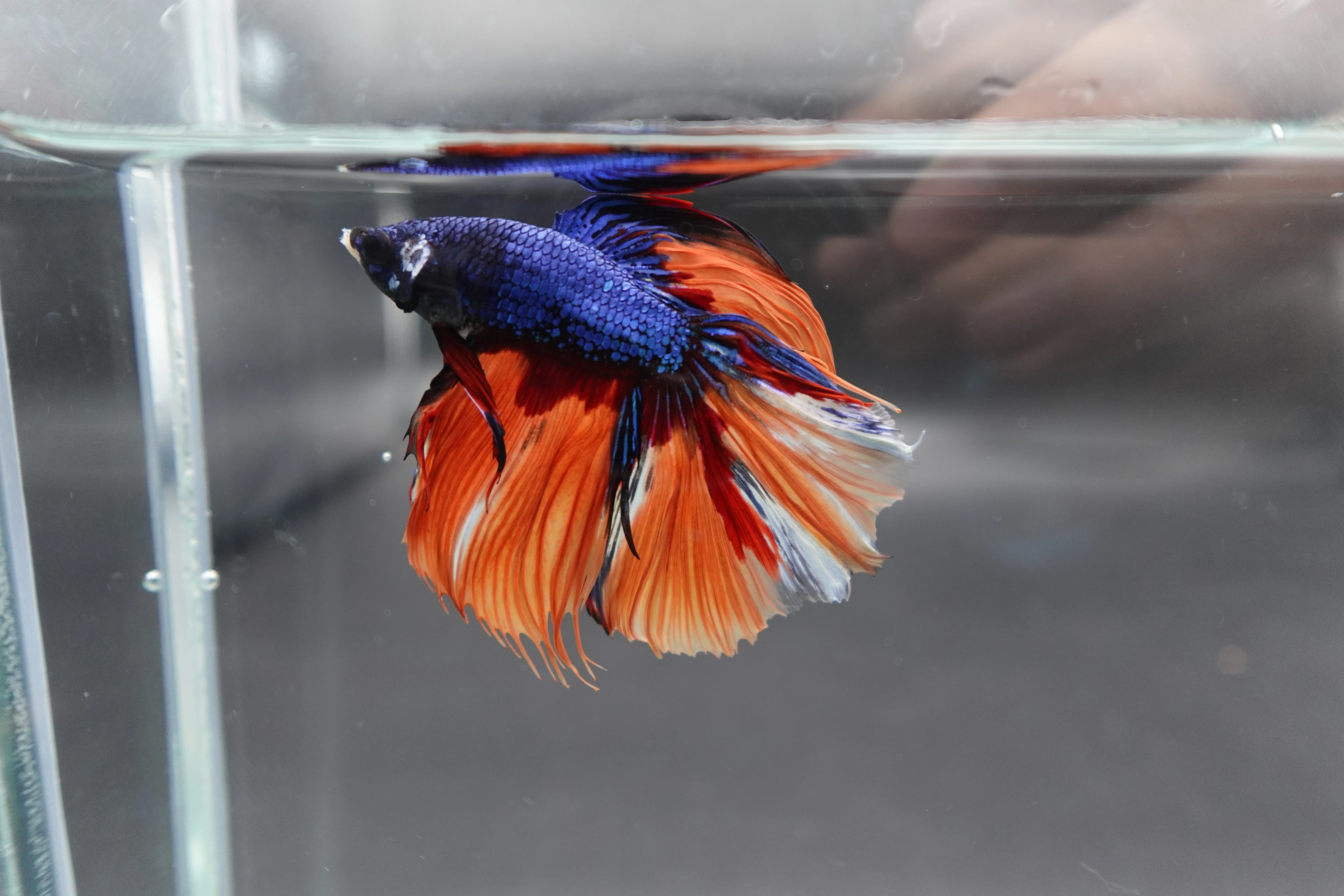 Rare Halfmoon Multicolors Betta Fish (Male) - Image 2