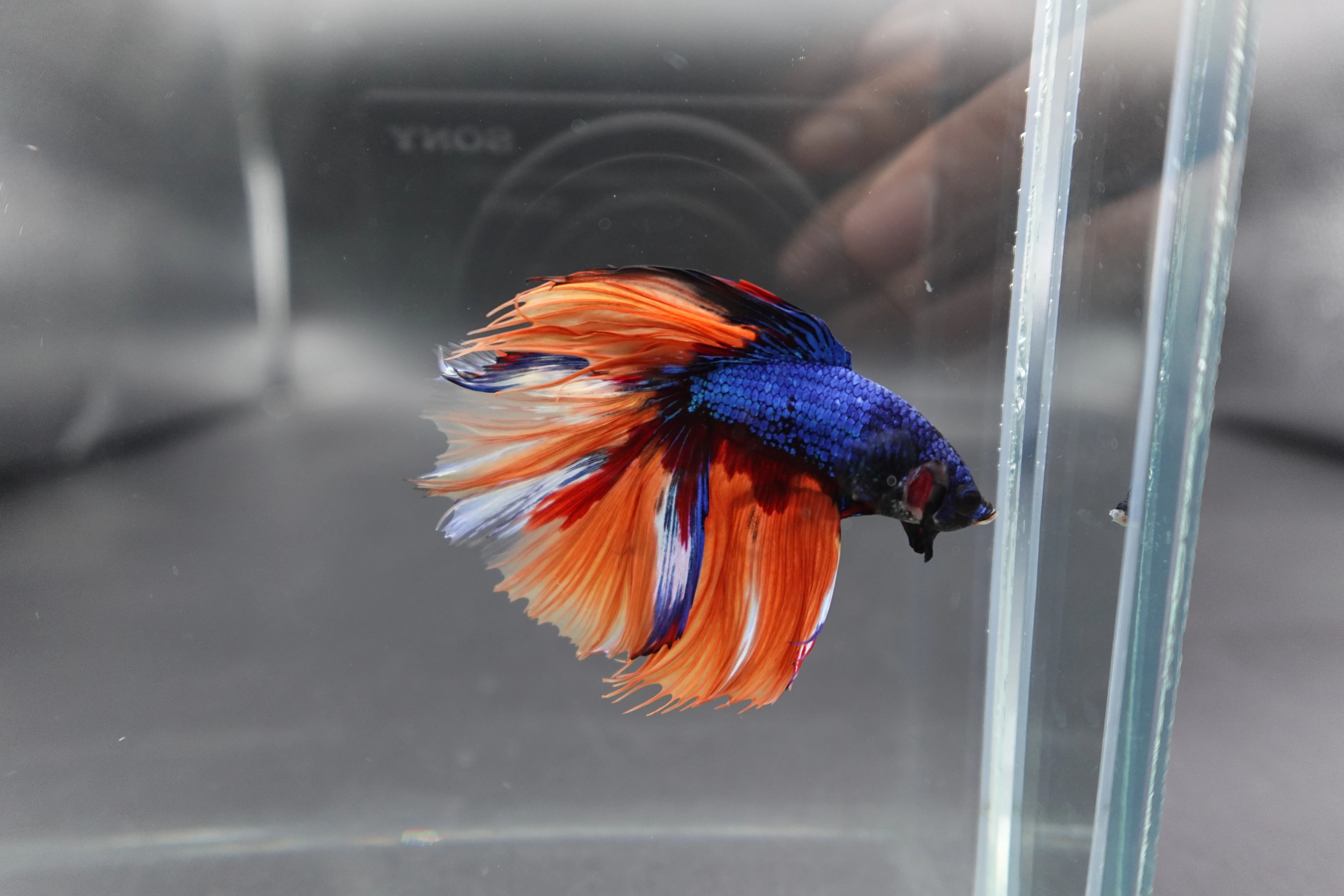 Rare Halfmoon Multicolors Betta Fish (Male) - Image 3