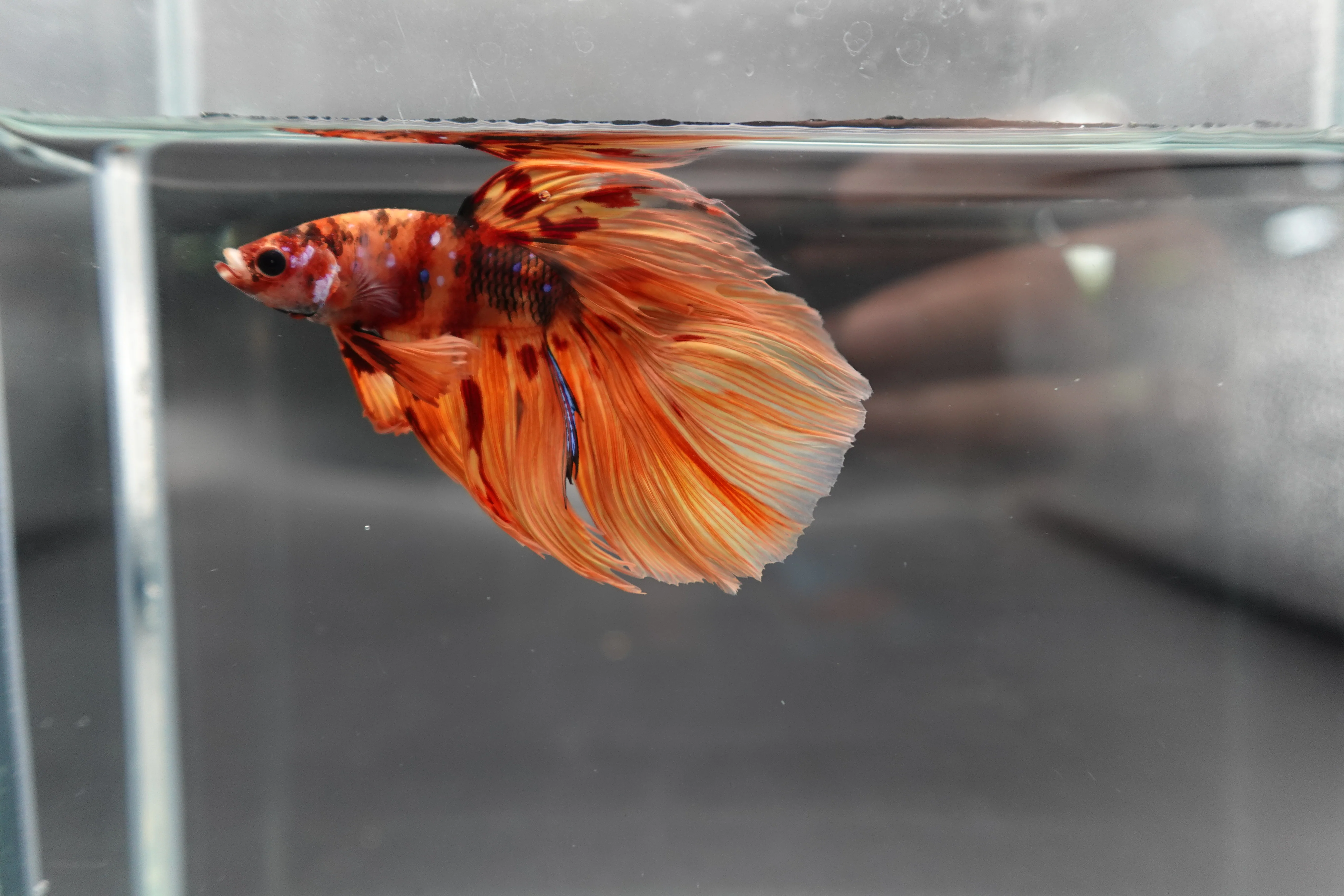 Rare Halfmoon Multicolors Betta Fish (Male) - Image 2