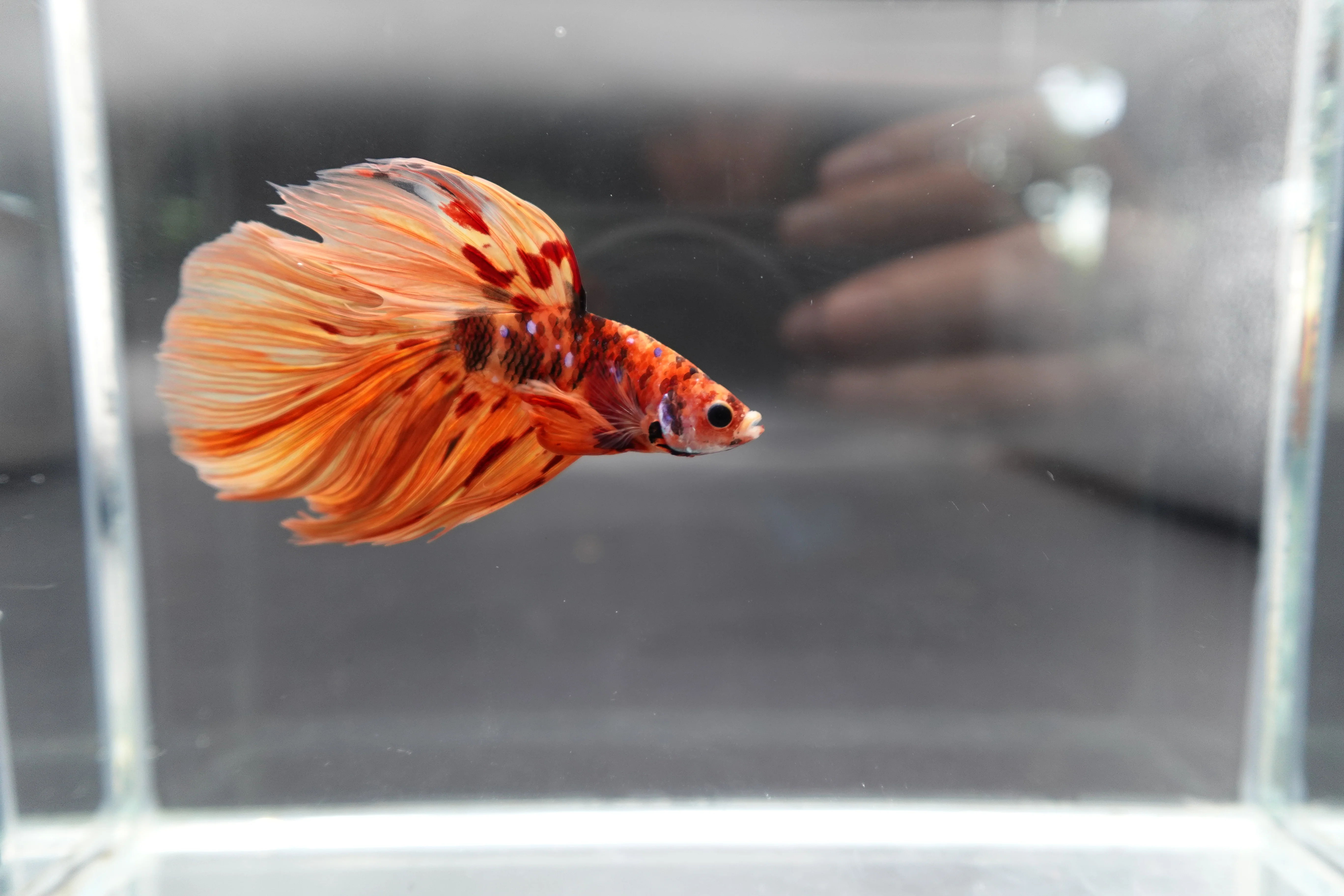 Rare Halfmoon Multicolors Betta Fish (Male) - Image 3