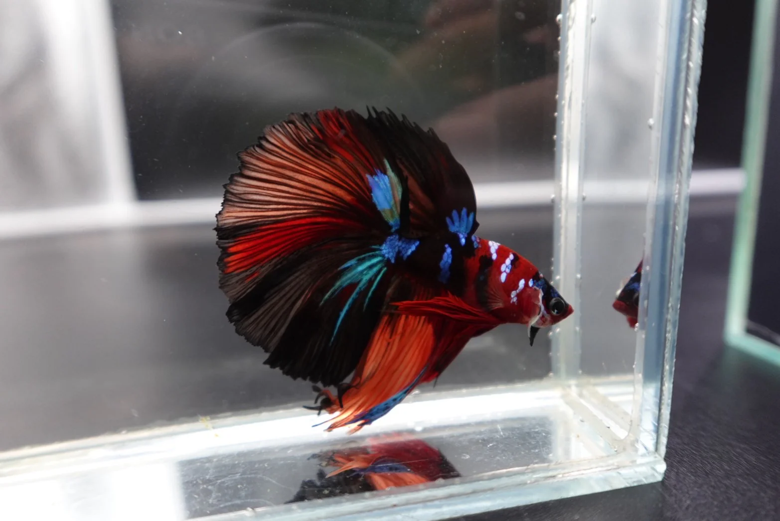 Rare Halfmoon Multicolors Betta Fish (Male) - Image 2