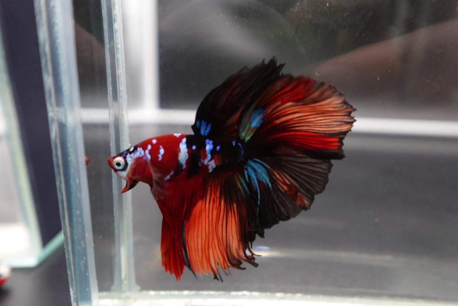 Rare Halfmoon Multicolors Betta Fish (Male) - Image 3