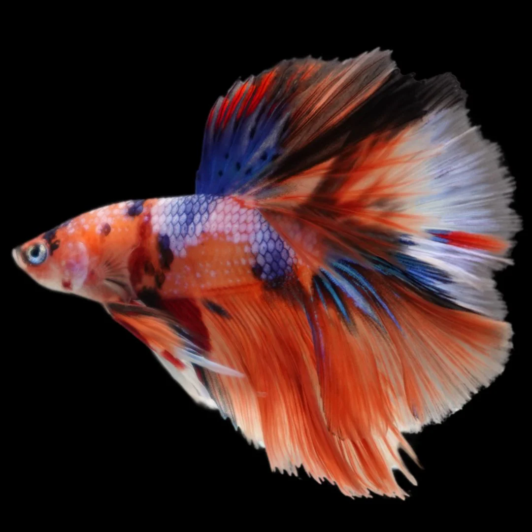 Rare Halfmoon Multicolors Betta Fish (Male)