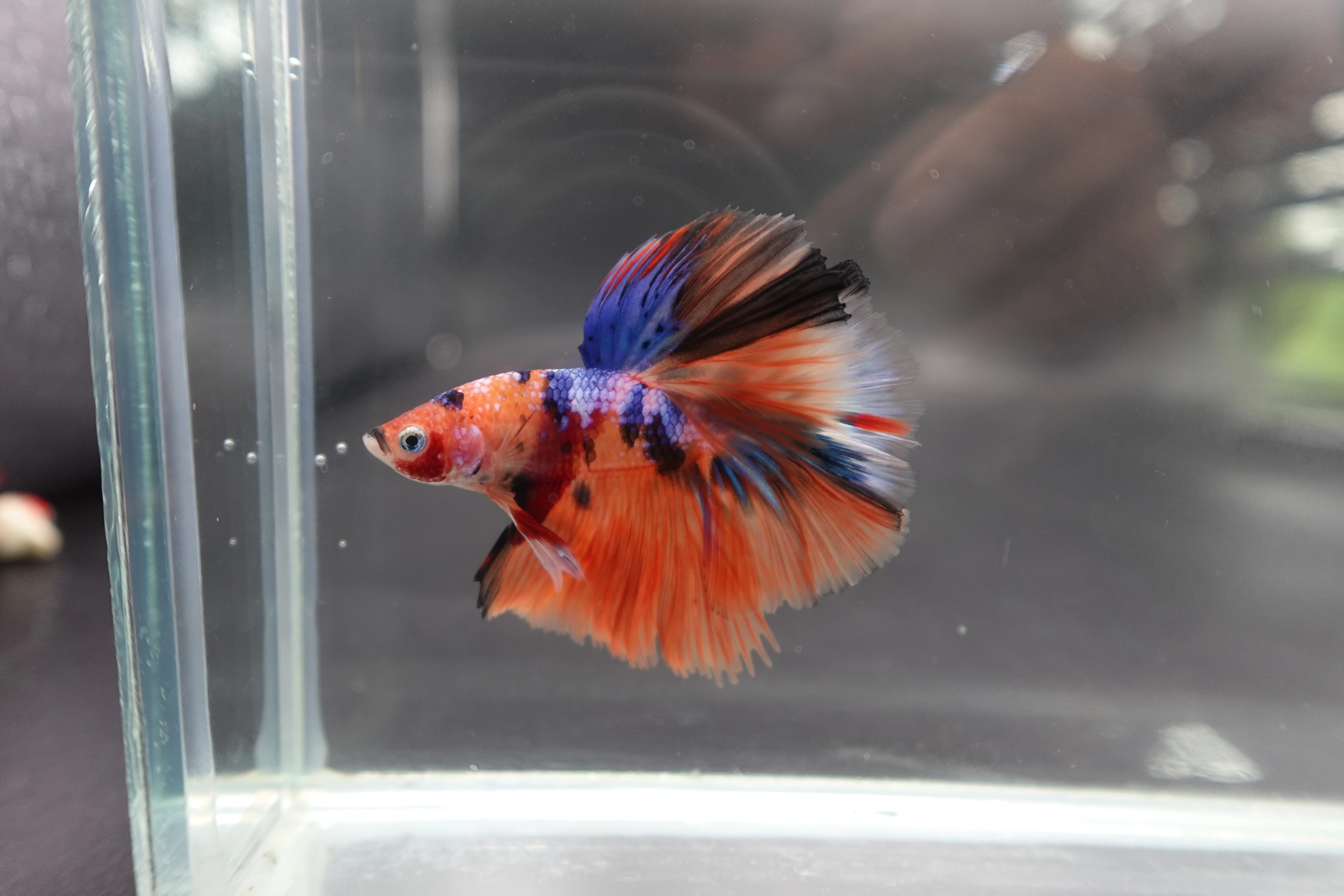 Rare Halfmoon Multicolors Betta Fish (Male) - Image 2