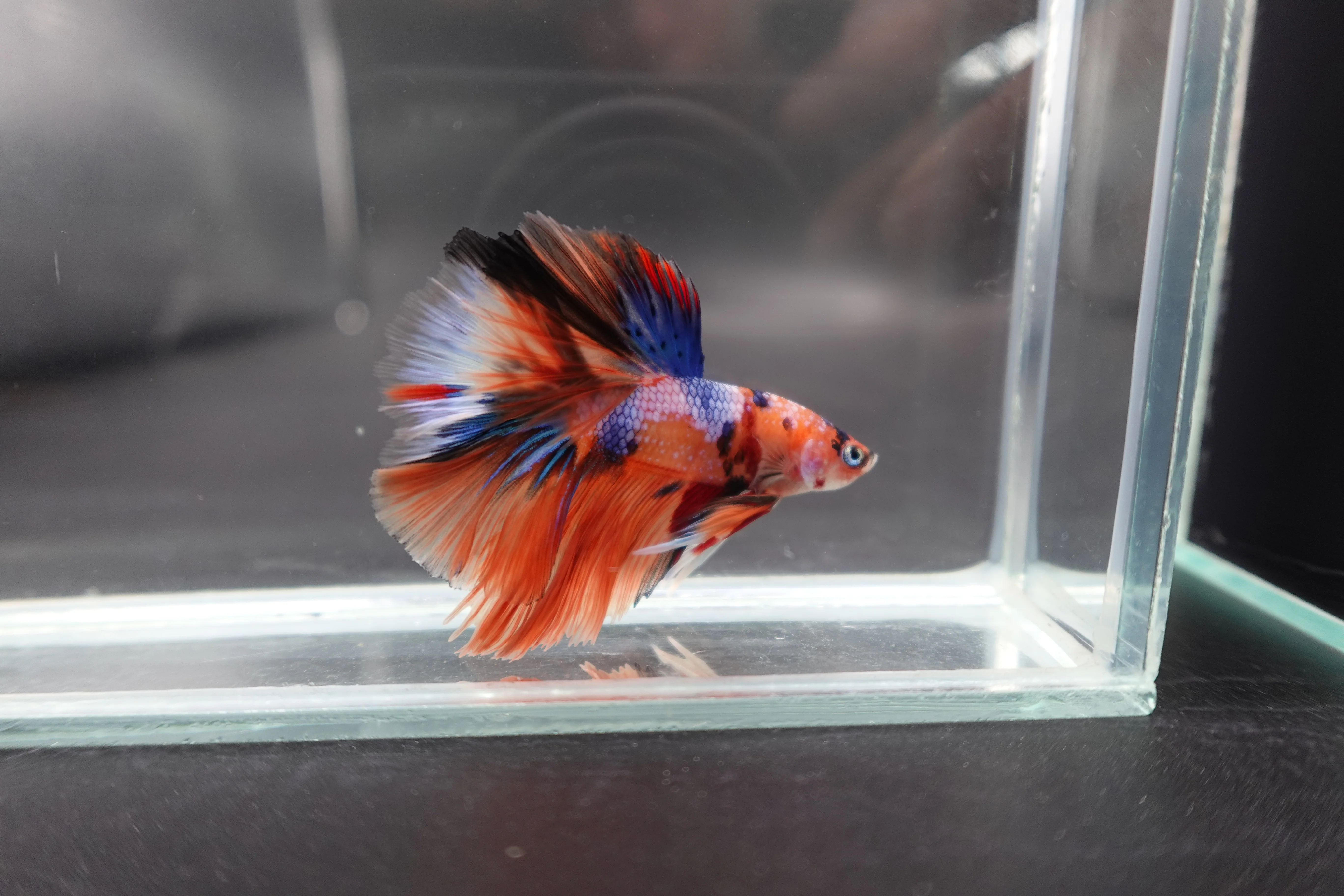 Rare Halfmoon Multicolors Betta Fish (Male) - Image 3