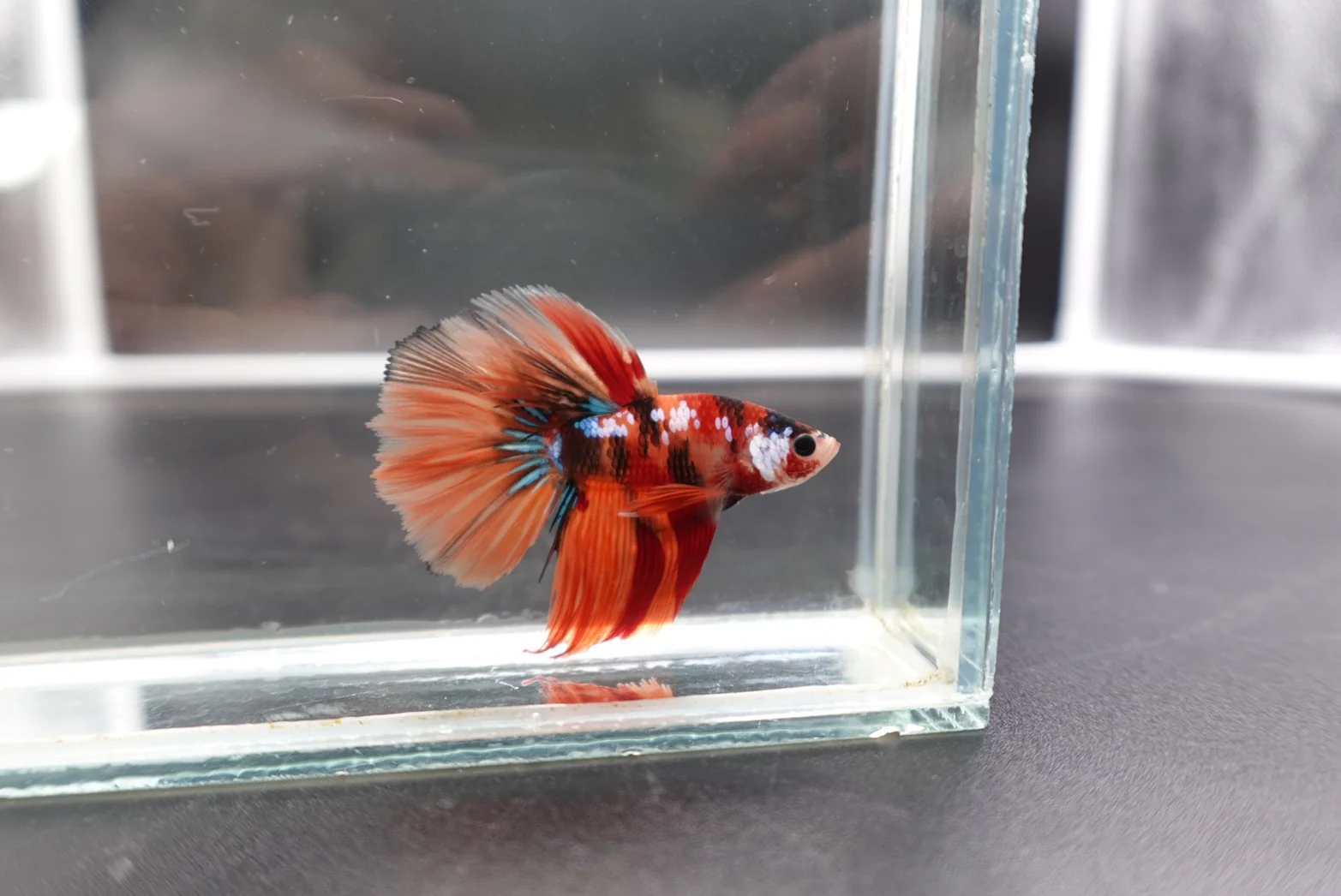 Rare Halfmoon Multicolors Betta Fish (Male) - Image 2