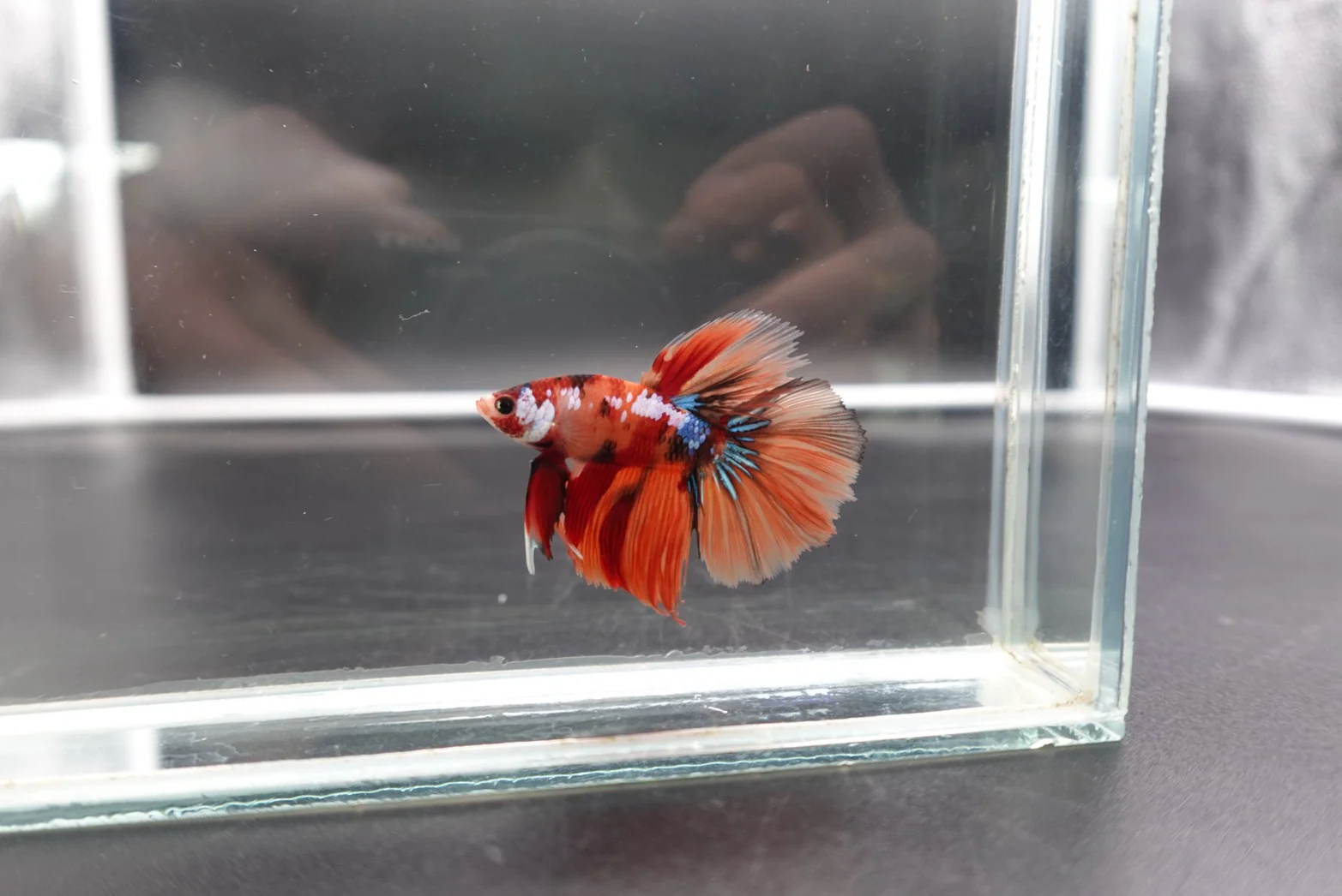 Rare Halfmoon Multicolors Betta Fish (Male) - Image 3