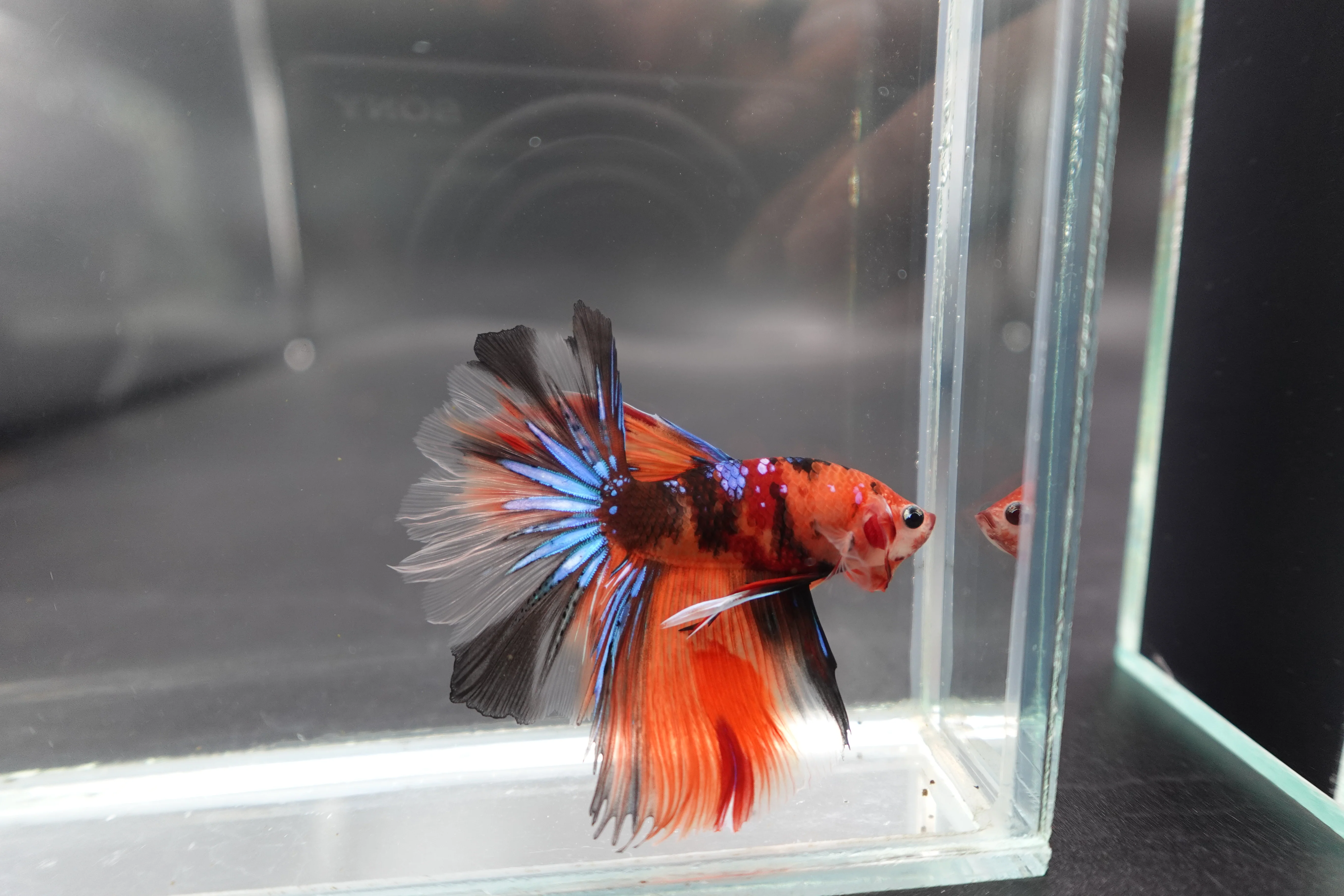 Rare Halfmoon Multicolors Betta Fish (Male) - Image 2