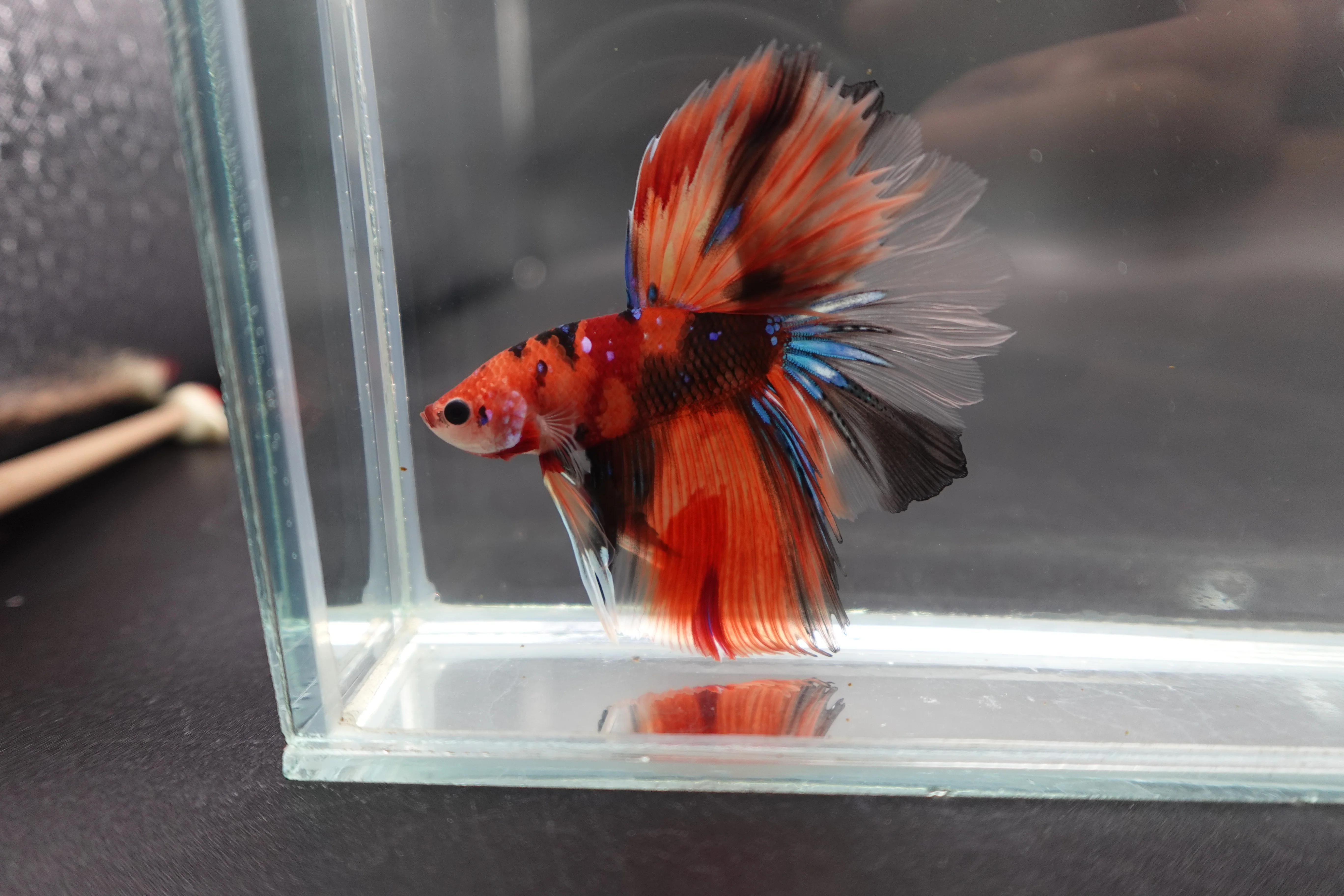 Rare Halfmoon Multicolors Betta Fish (Male) - Image 3