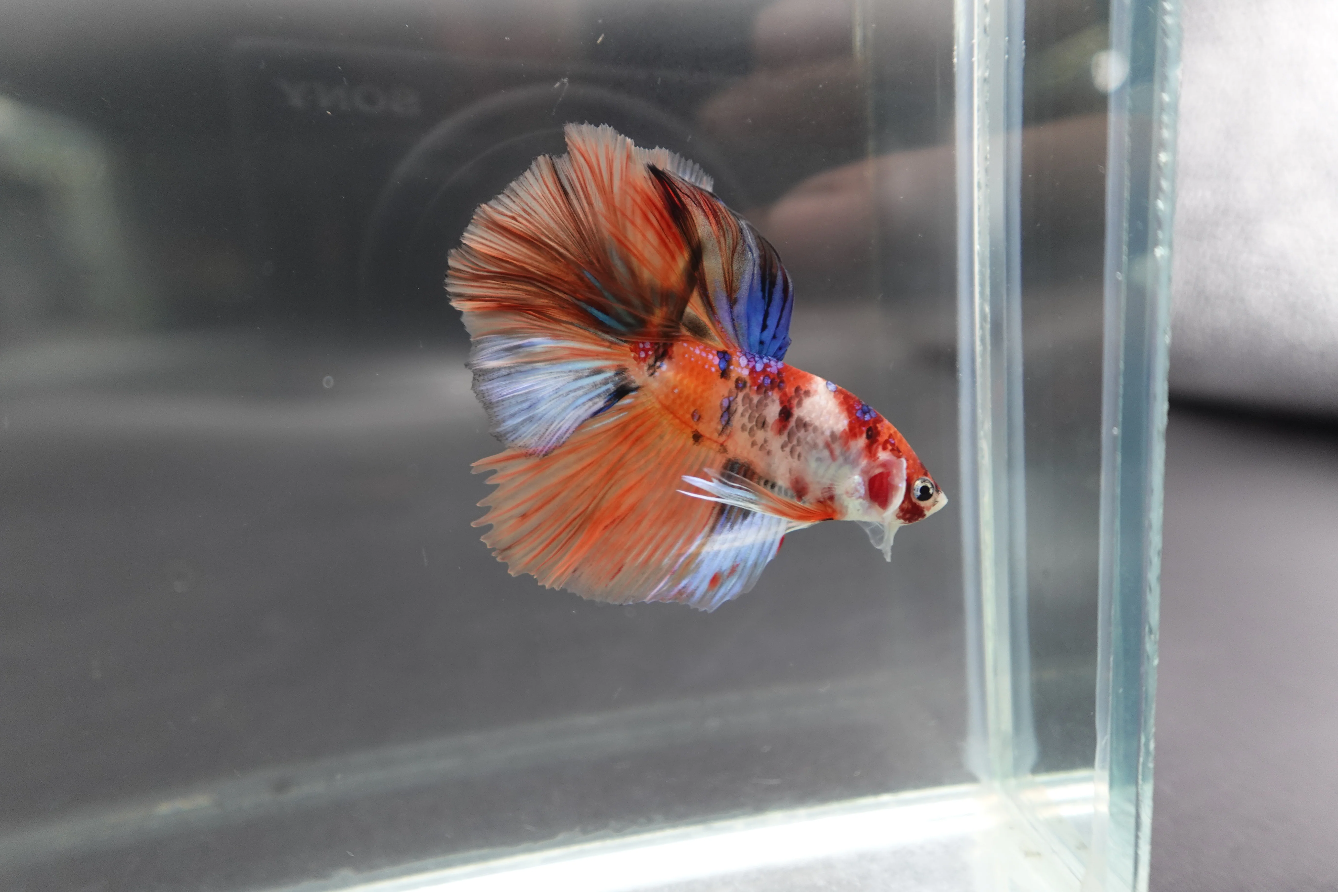 Rare Halfmoon Multicolors Betta Fish (Male) - Image 2