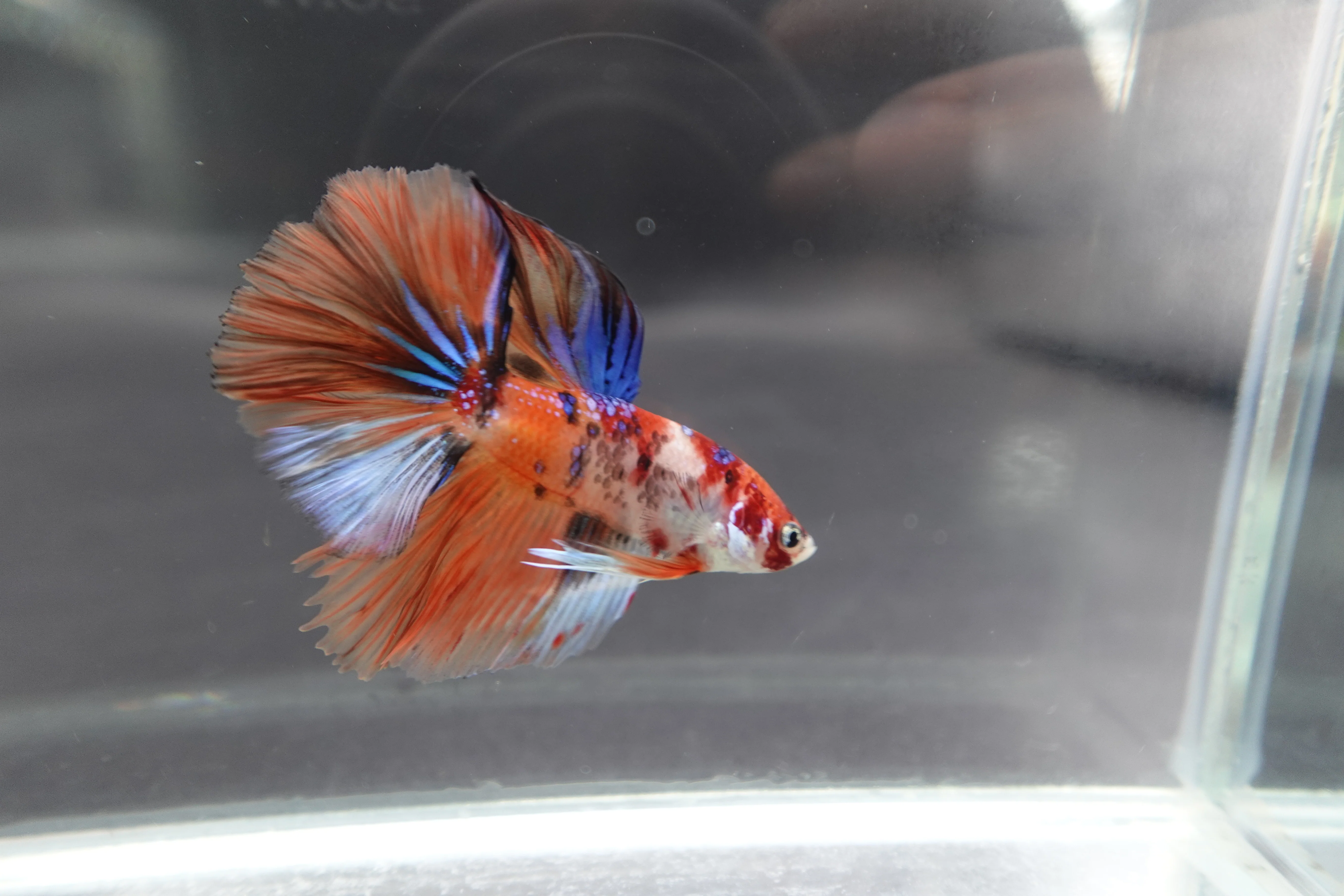 Rare Halfmoon Multicolors Betta Fish (Male) - Image 3