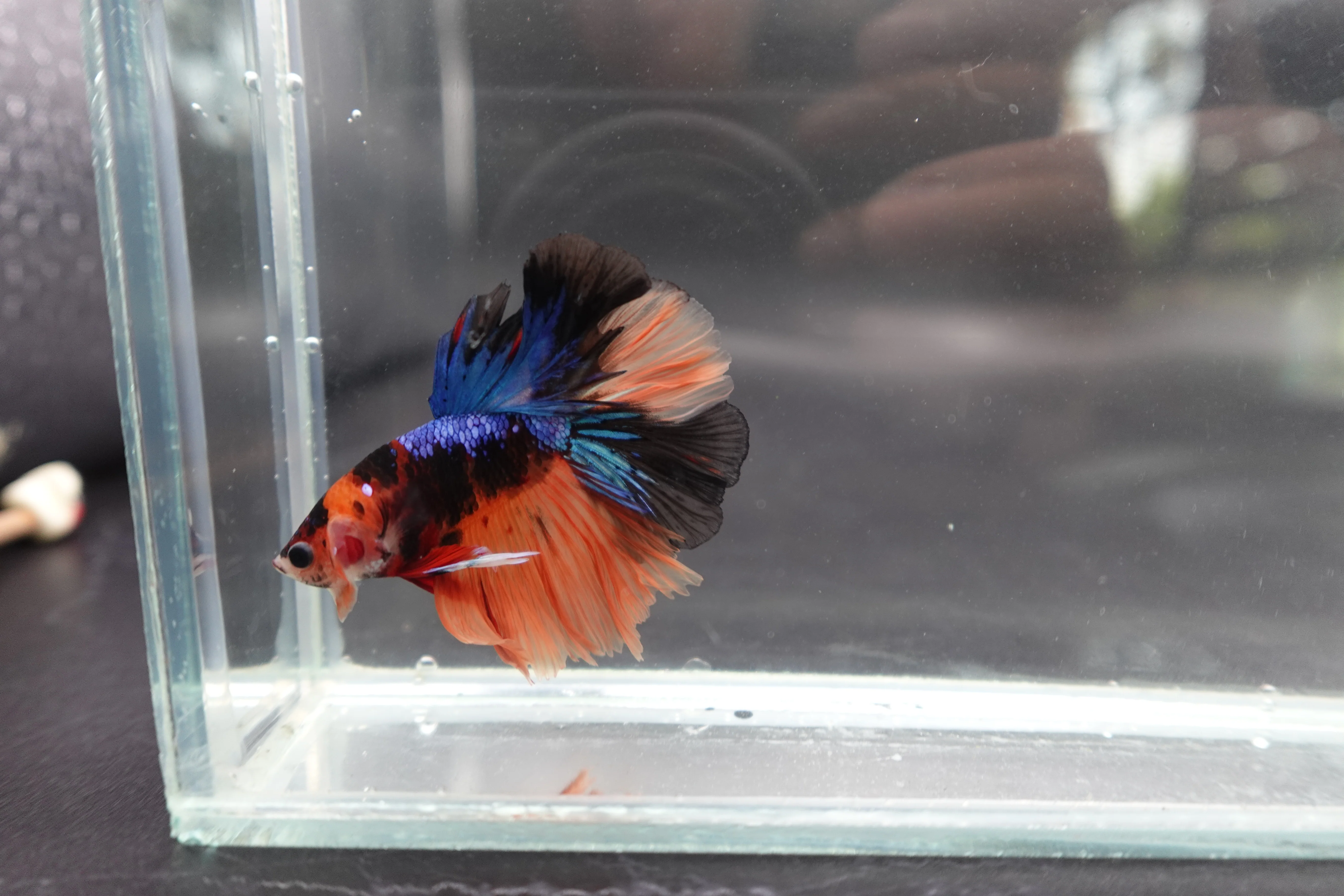 Rare Halfmoon Multicolors Betta Fish (Male) - Image 2