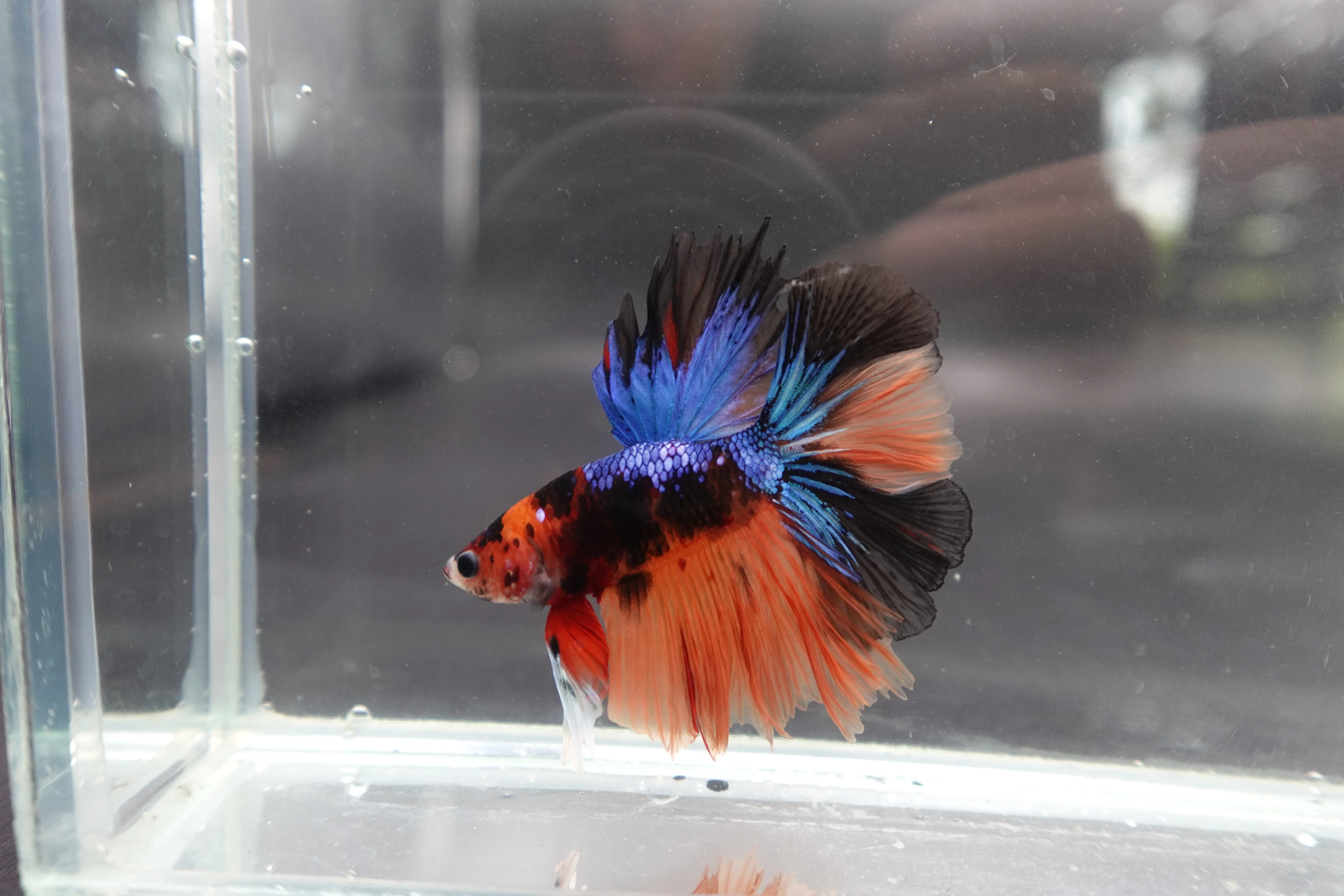 Rare Halfmoon Multicolors Betta Fish (Male) - Image 3