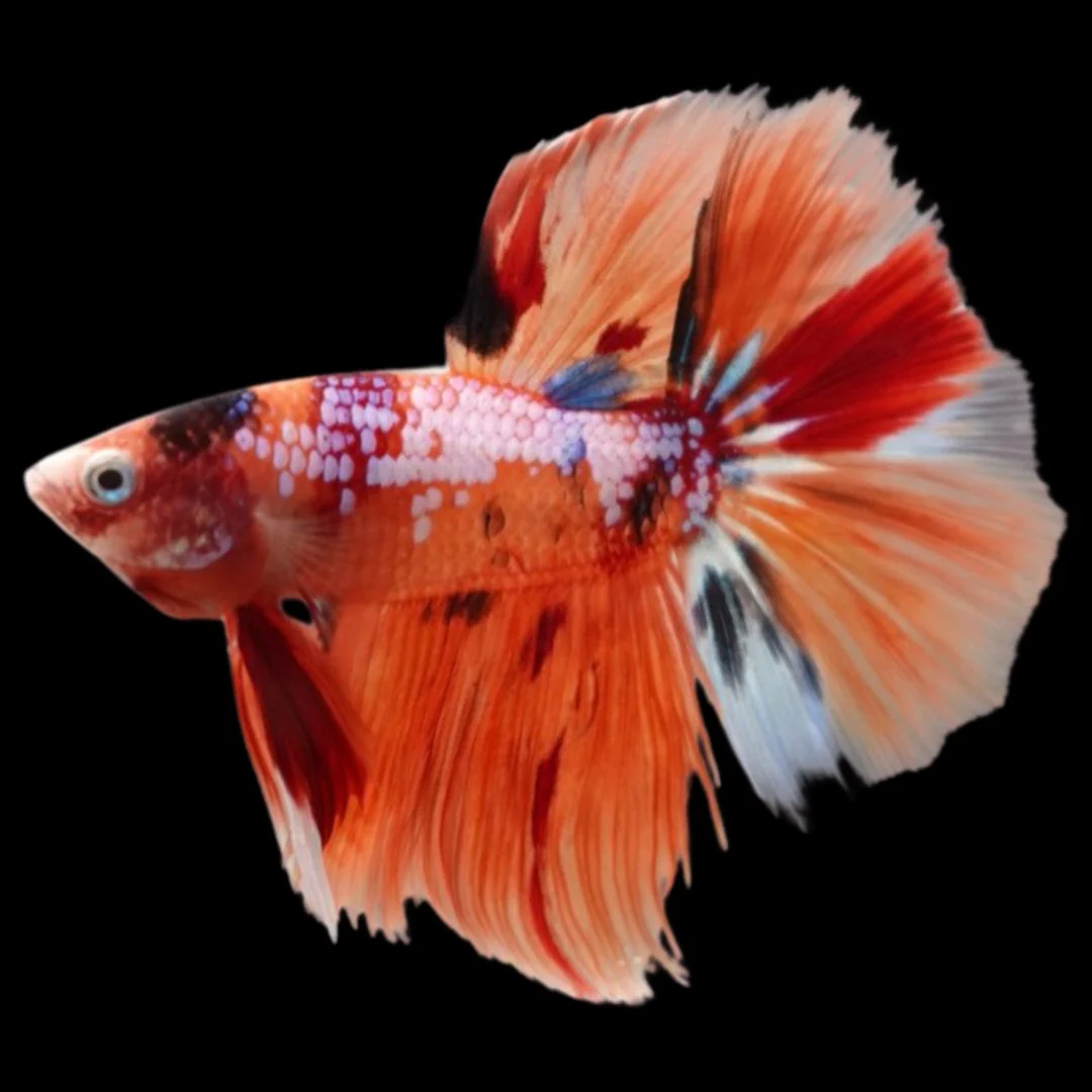 Rare Halfmoon Multicolors Betta Fish (Male)