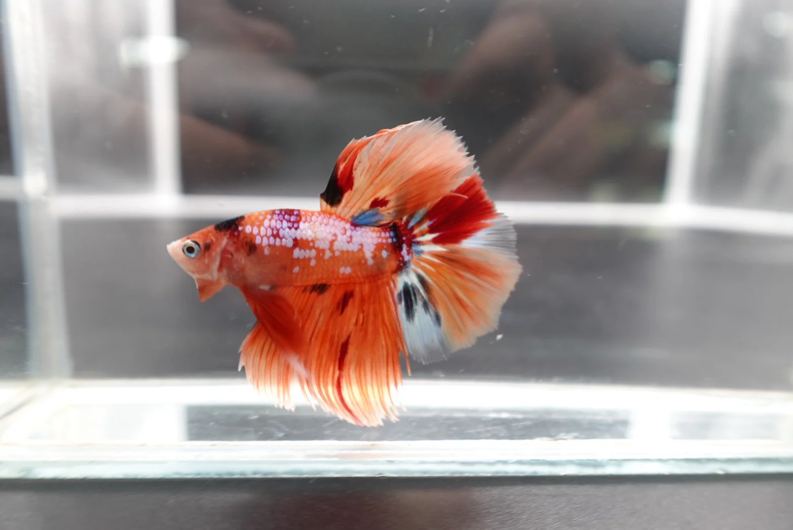 Rare Halfmoon Multicolors Betta Fish (Male) - Image 2