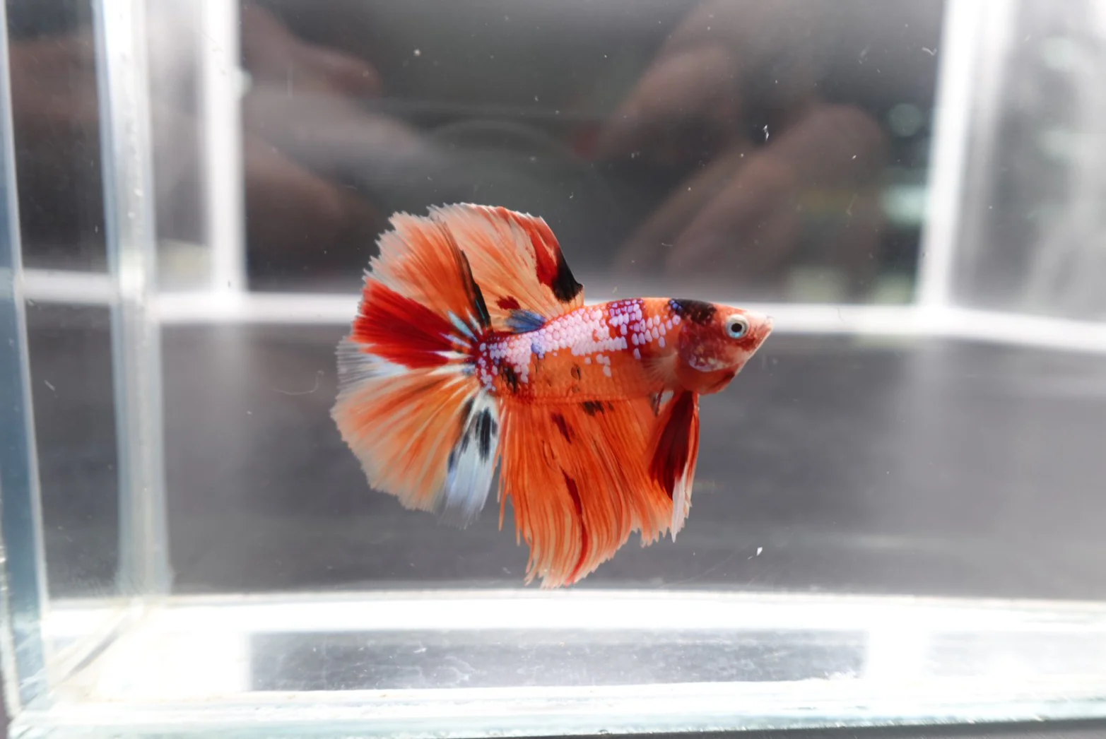Rare Halfmoon Multicolors Betta Fish (Male) - Image 3