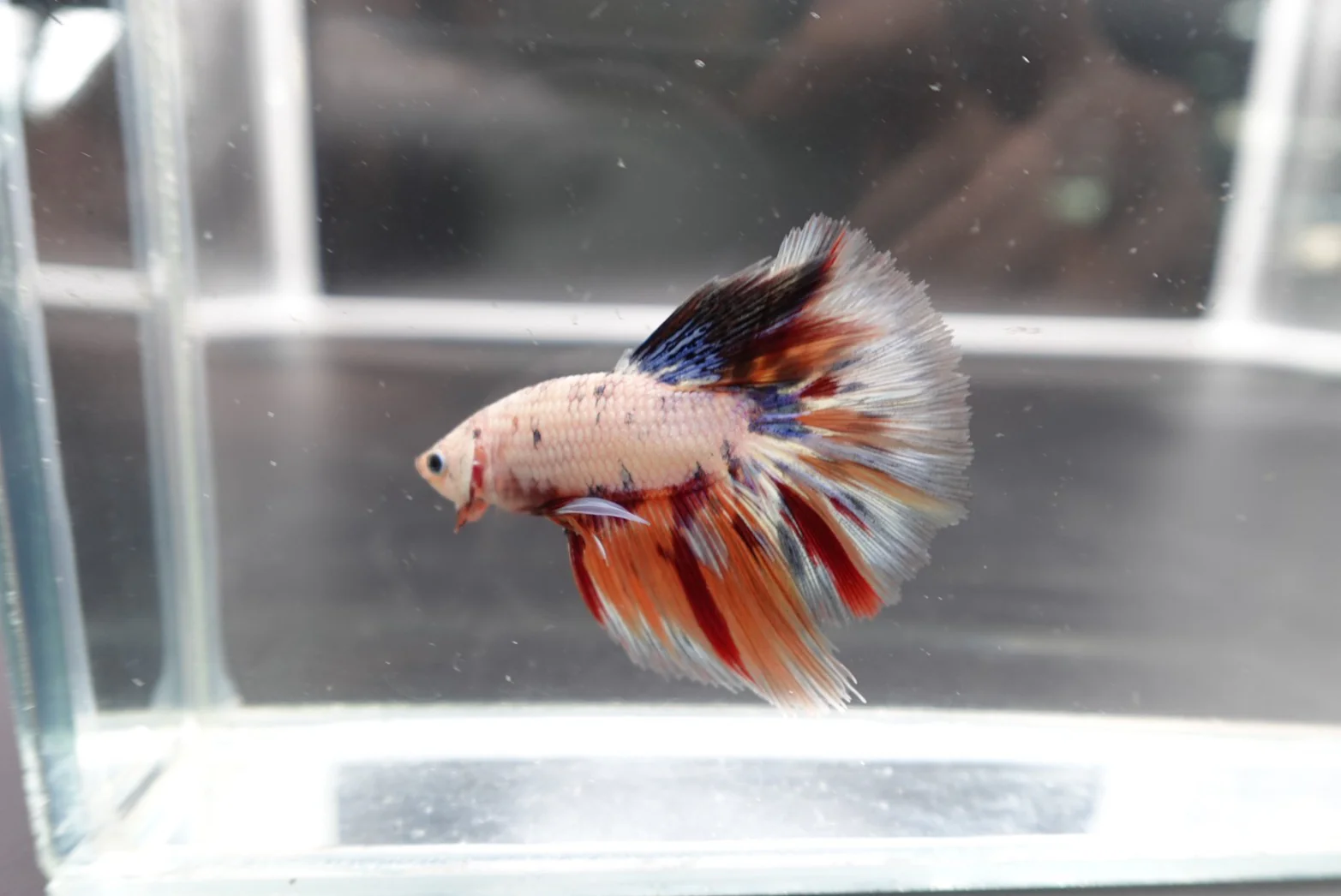 Rare Halfmoon Multicolors Betta Fish (Male) - Image 2