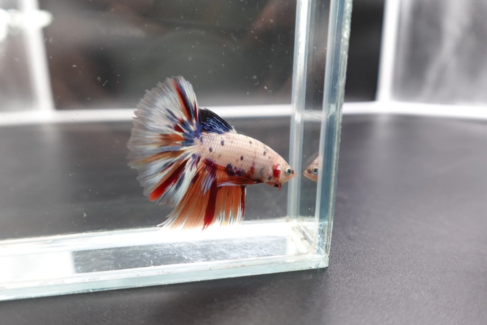 Rare Halfmoon Multicolors Betta Fish (Male) - Image 3