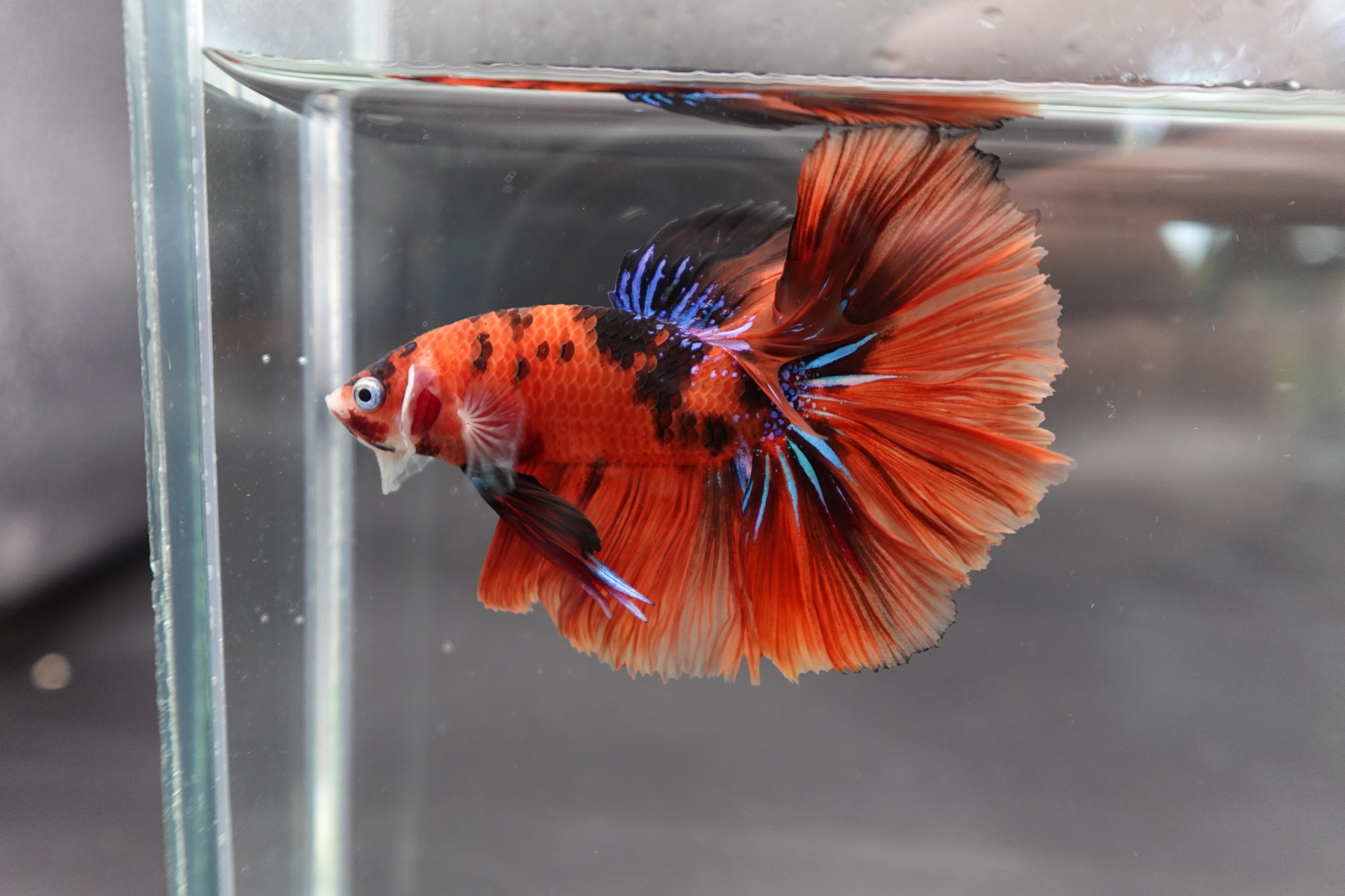 Rare Halfmoon Multicolors Betta Fish (Male) - Image 2