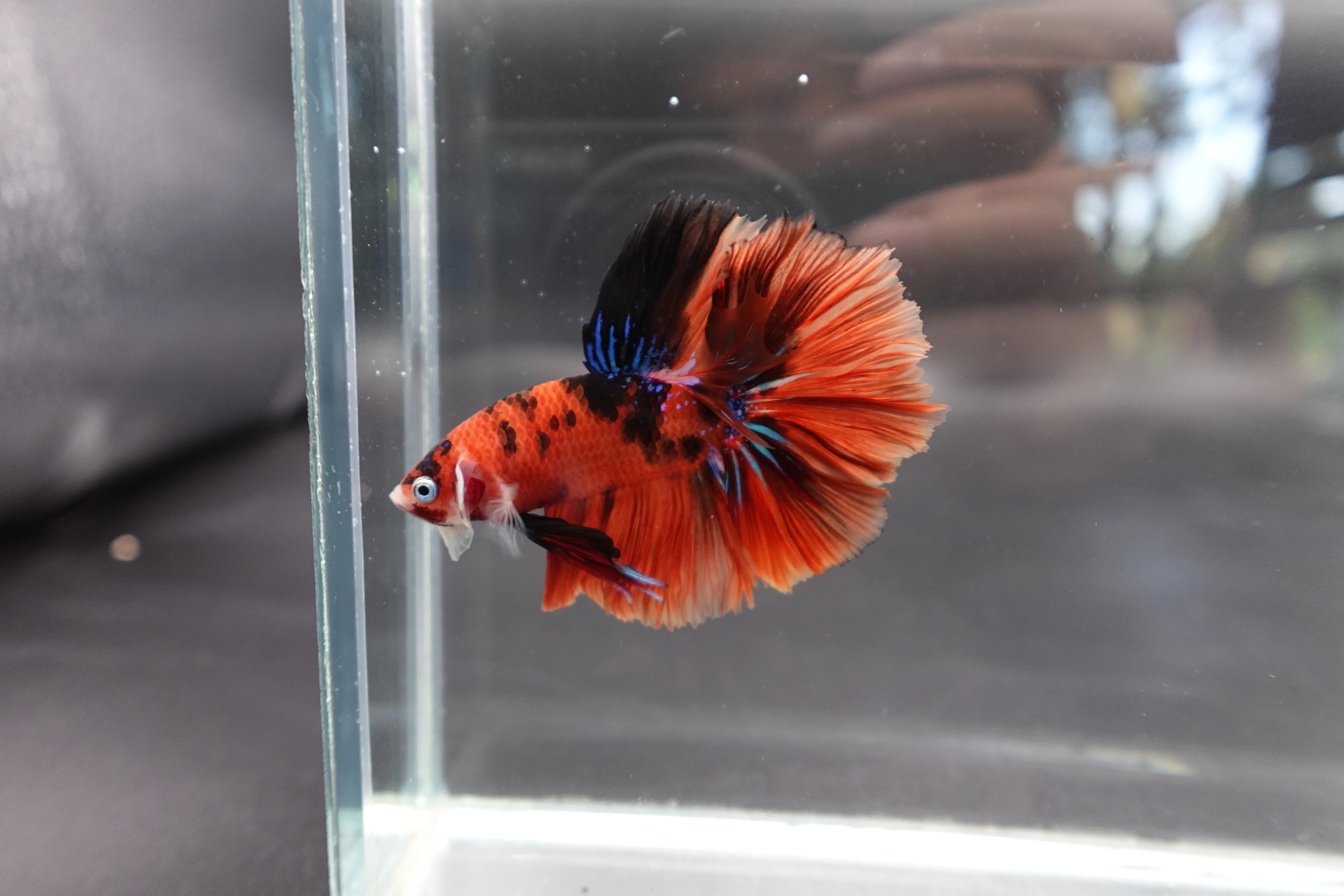 Rare Halfmoon Multicolors Betta Fish (Male) - Image 3
