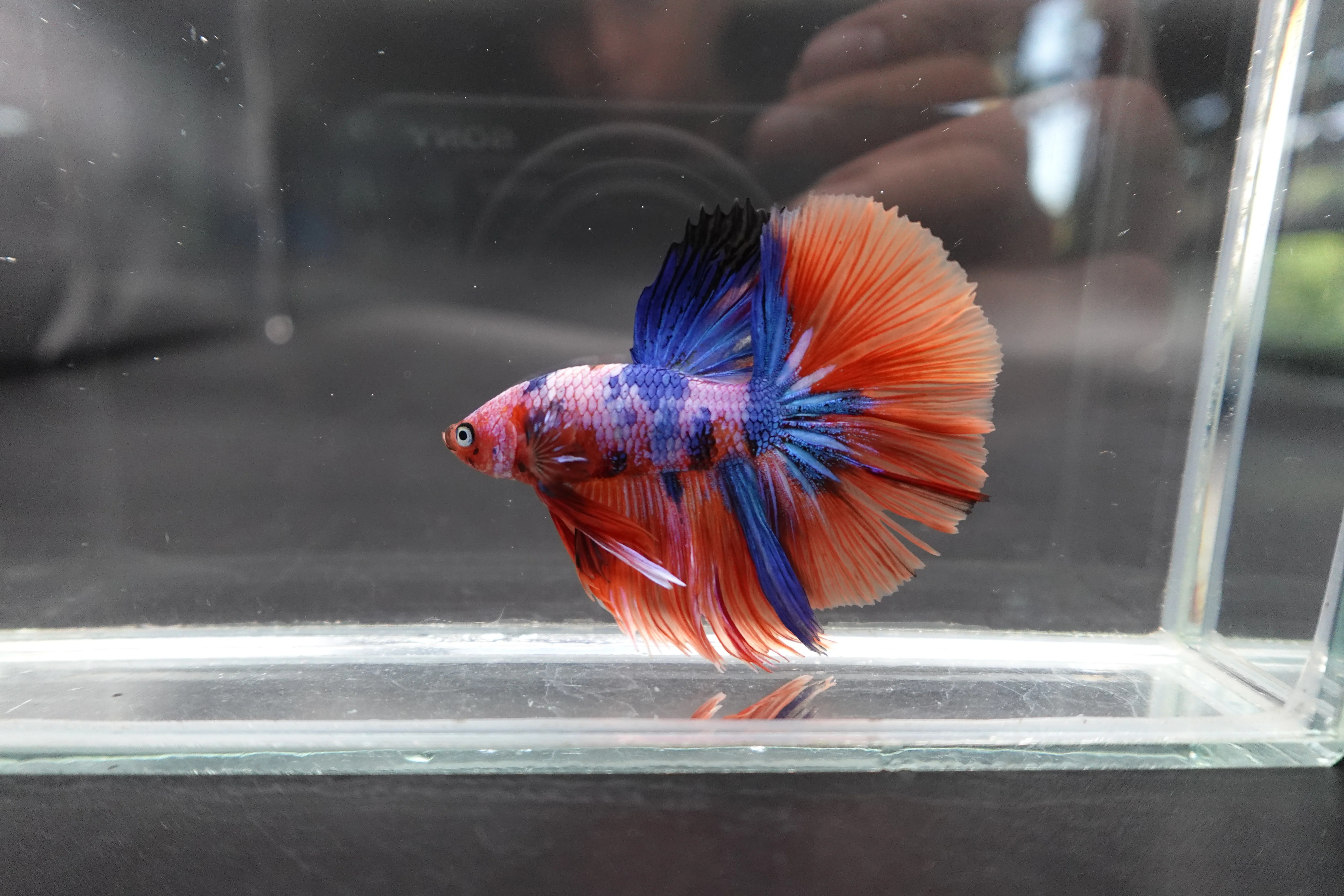 Rare Halfmoon Multicolors Betta Fish (Male) - Image 2