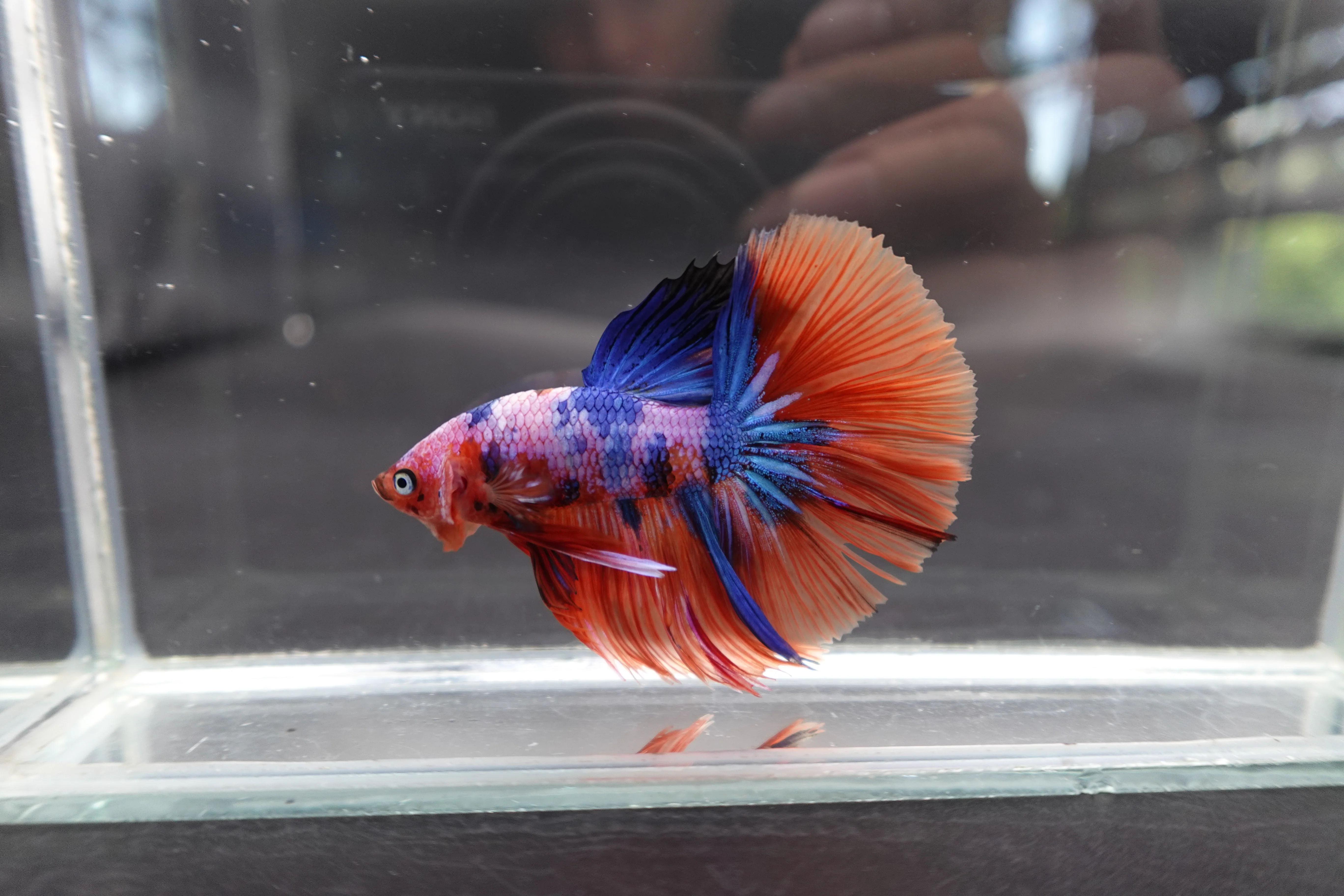 Rare Halfmoon Multicolors Betta Fish (Male) - Image 3