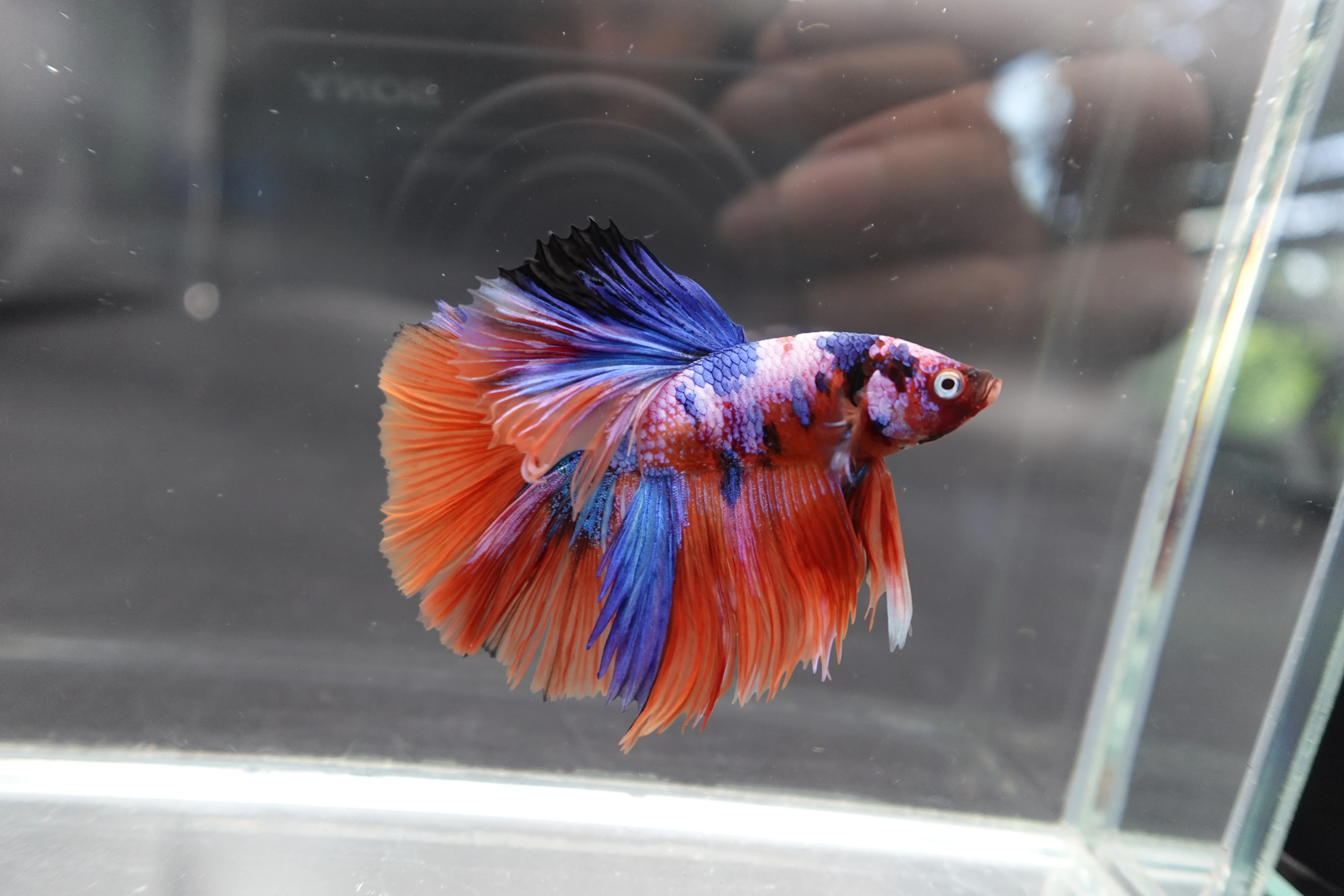 Rare Halfmoon Multicolors Betta Fish (Male) - Image 4