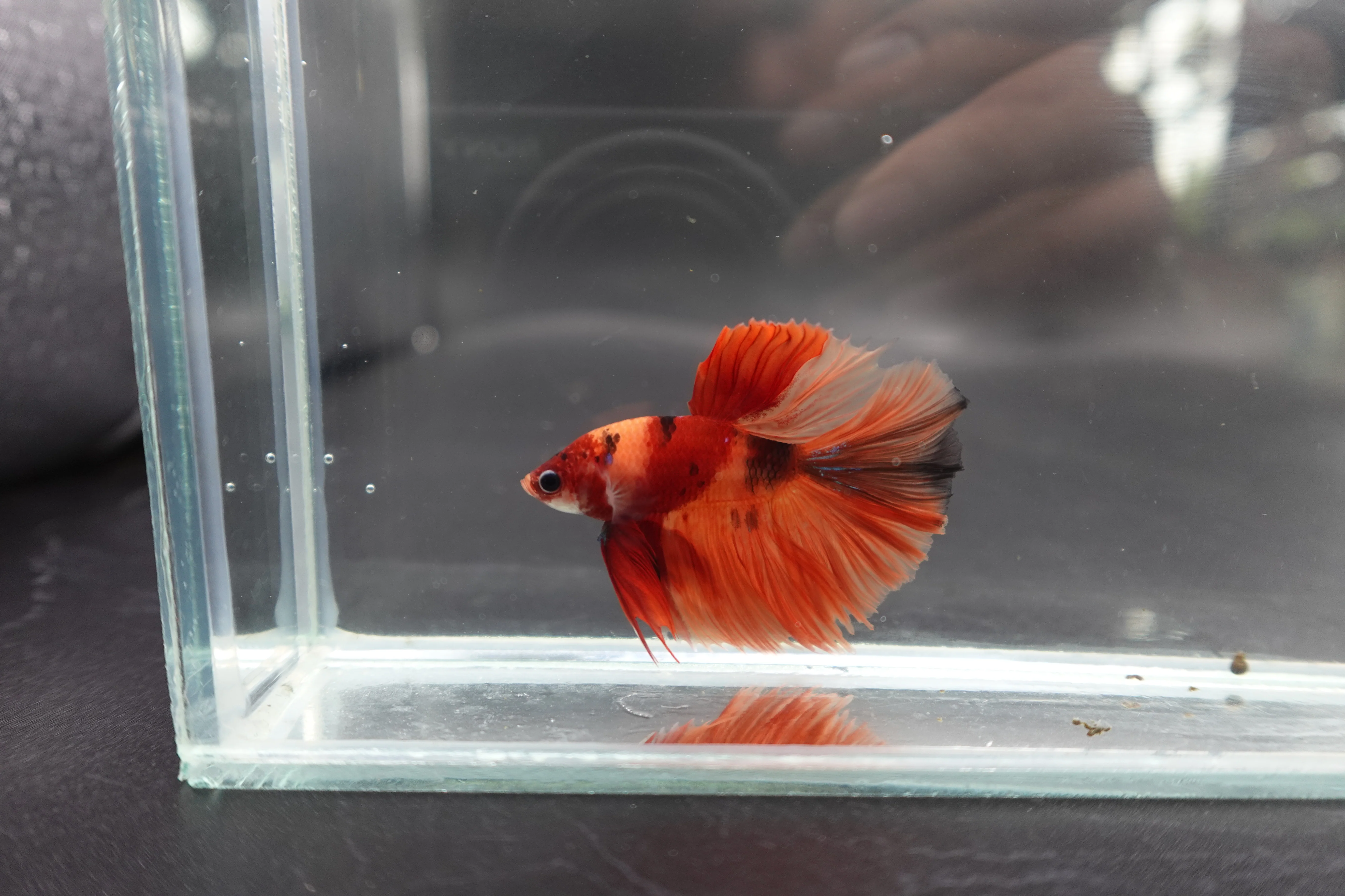 Rare Halfmoon Multicolors Betta Fish (Male) - Image 2