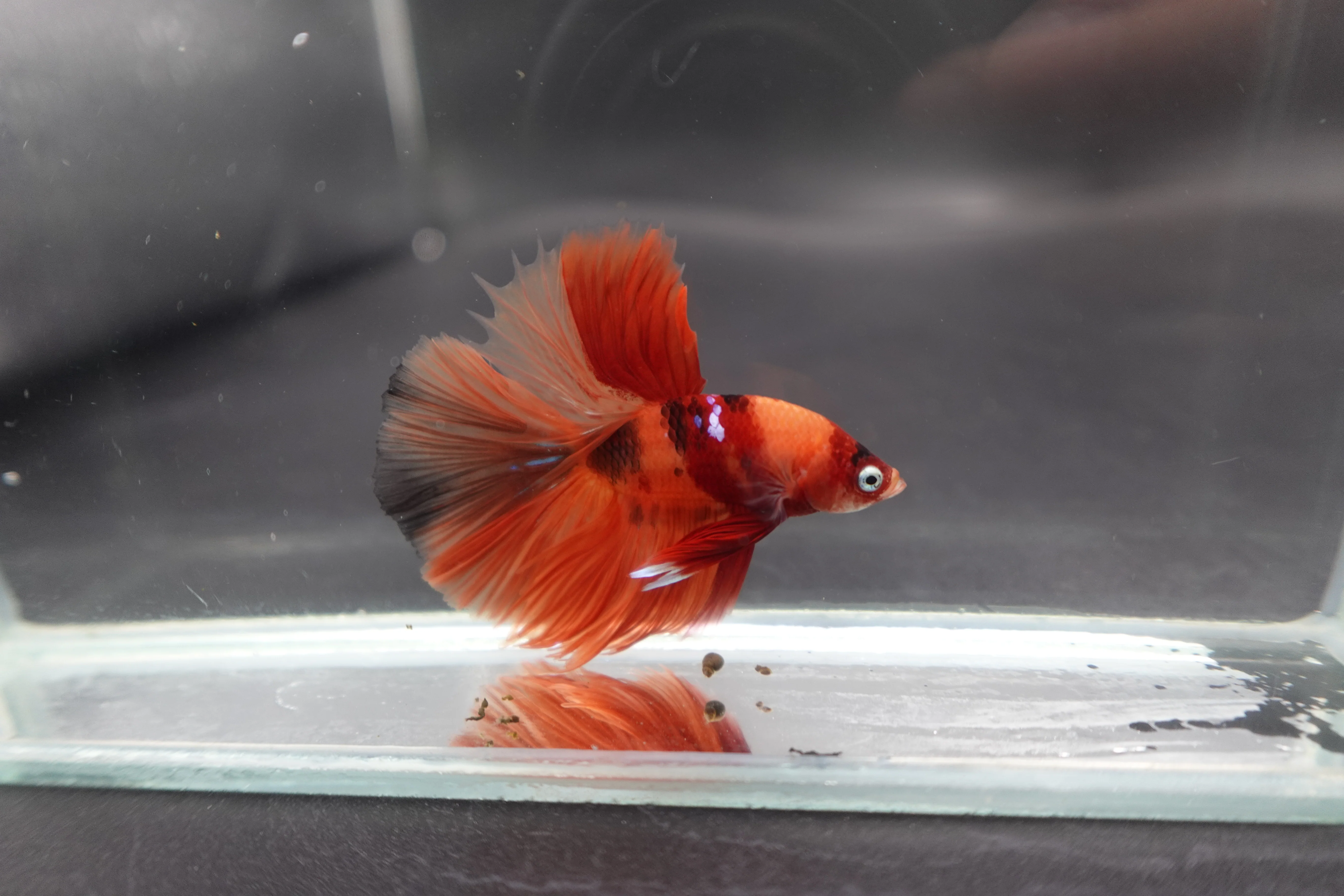 Rare Halfmoon Multicolors Betta Fish (Male) - Image 3