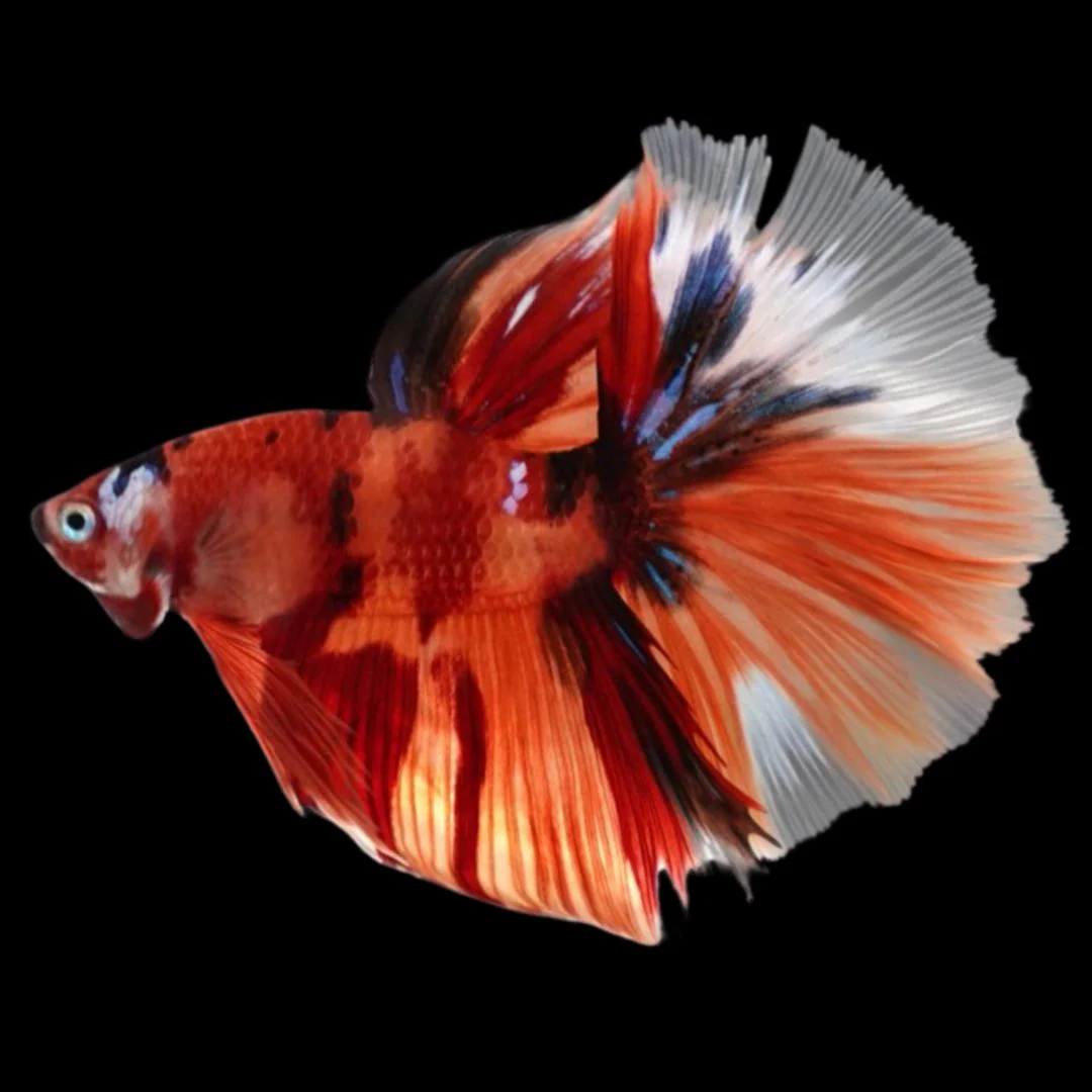 Rare Halfmoon Multicolors Betta Fish (Male)