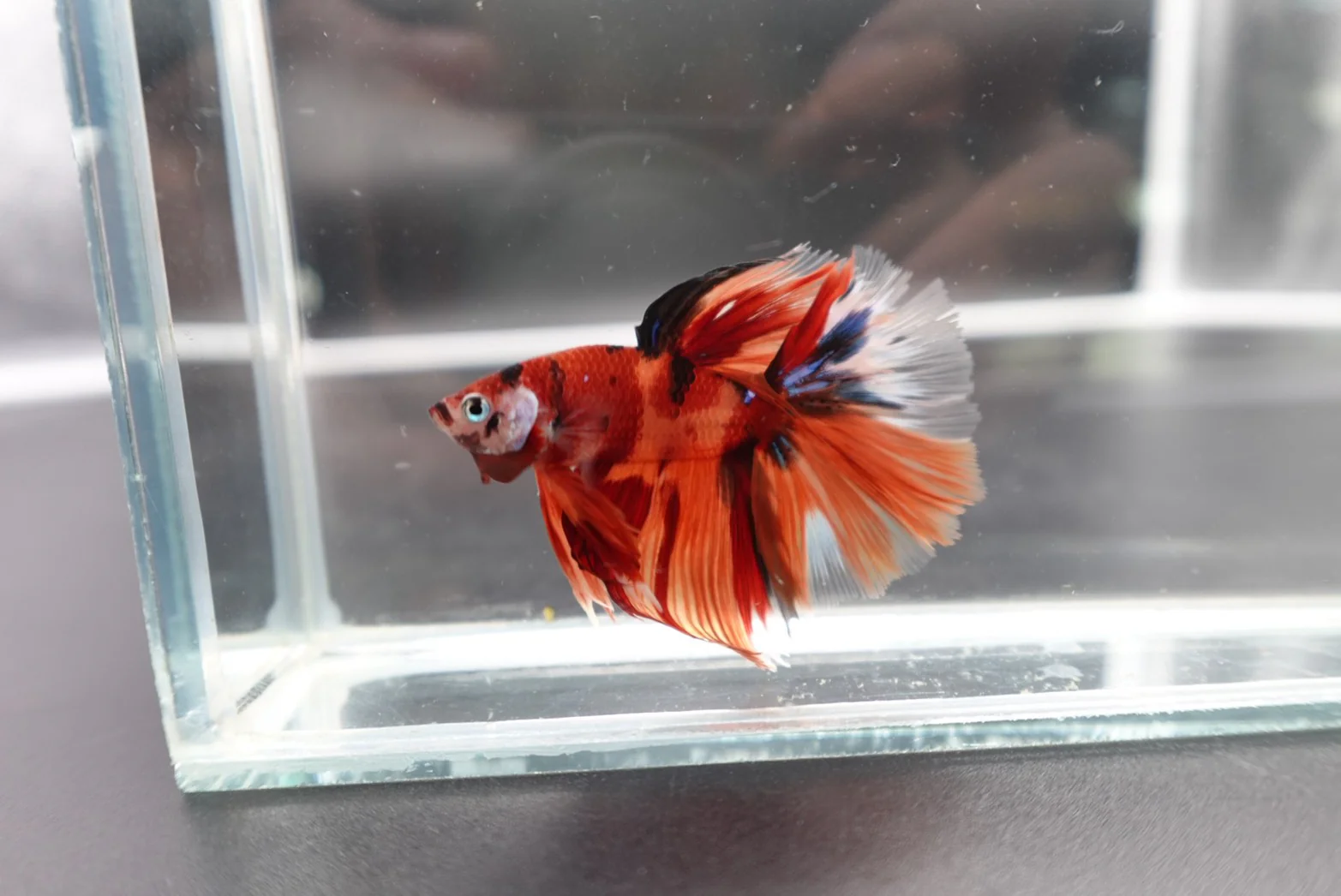 Rare Halfmoon Multicolors Betta Fish (Male) - Image 2