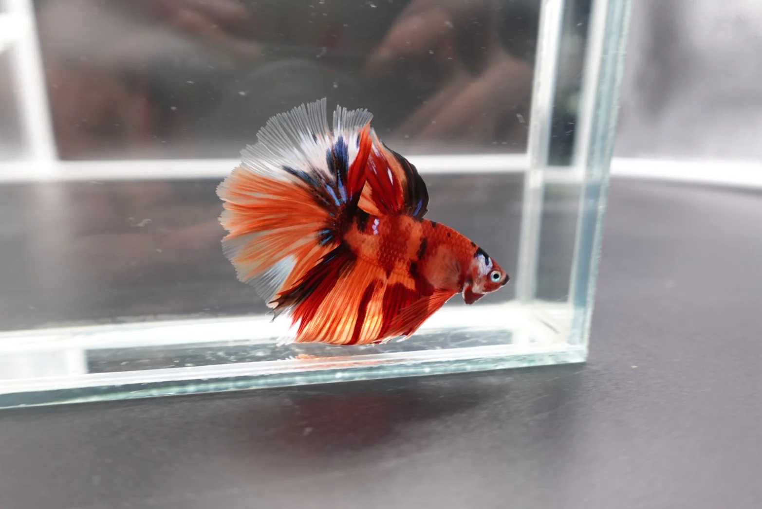 Rare Halfmoon Multicolors Betta Fish (Male) - Image 3