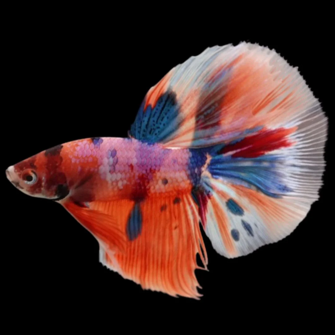 Rare Halfmoon Multicolors Betta Fish (Male)