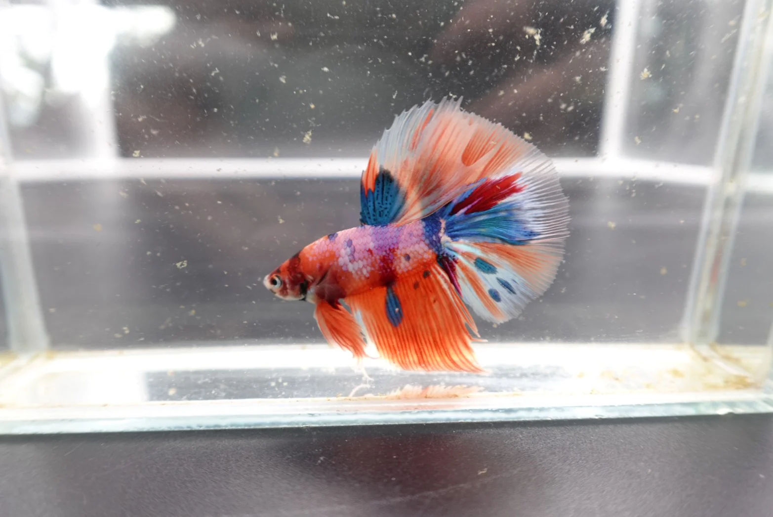 Rare Halfmoon Multicolors Betta Fish (Male) - Image 2