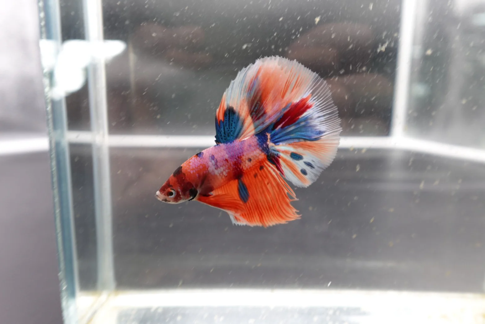 Rare Halfmoon Multicolors Betta Fish (Male) - Image 3