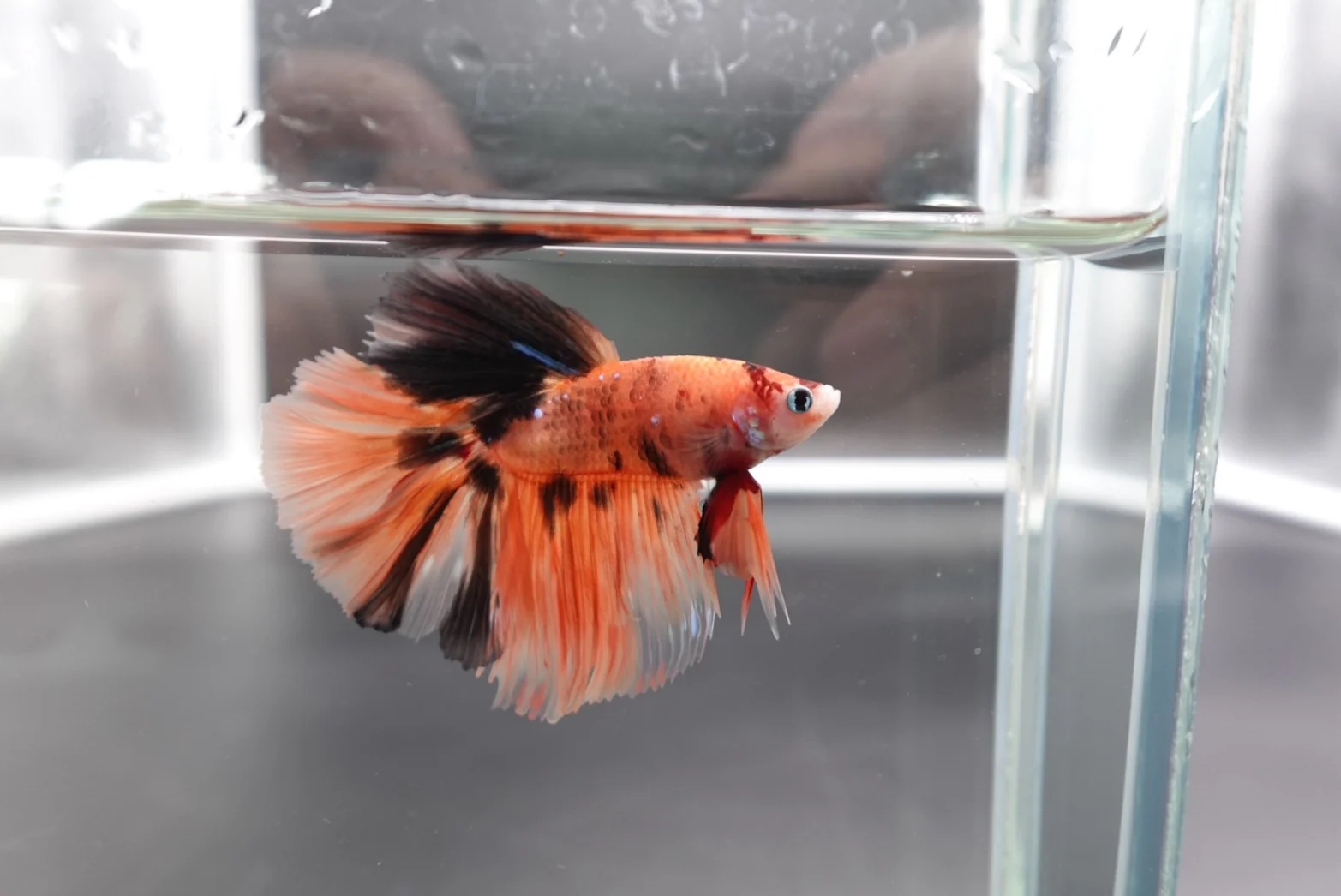 Rare Halfmoon Multicolors Betta Fish (Male) - Image 2