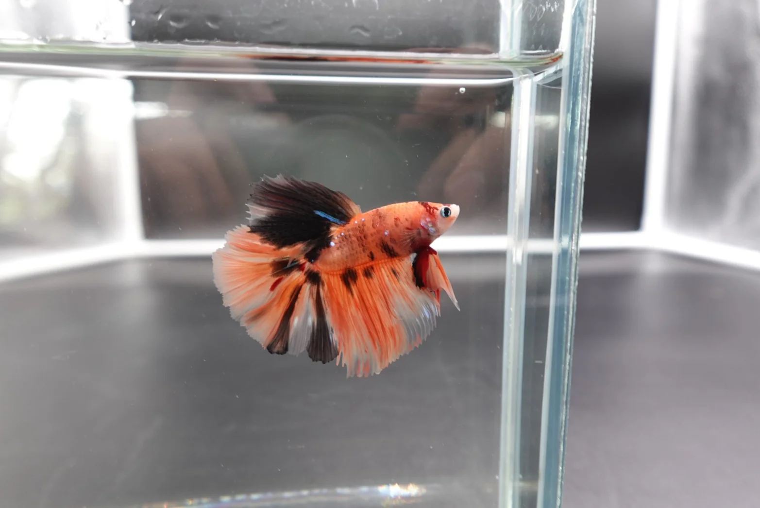 Rare Halfmoon Multicolors Betta Fish (Male) - Image 3