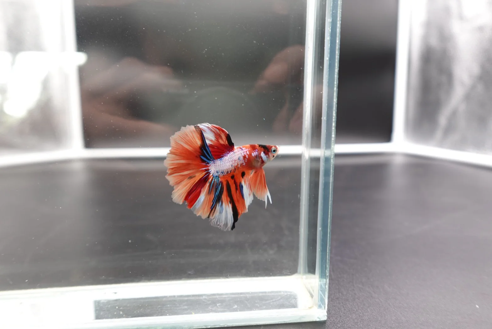 Rare Halfmoon Multicolors Betta Fish (Male) - Image 2