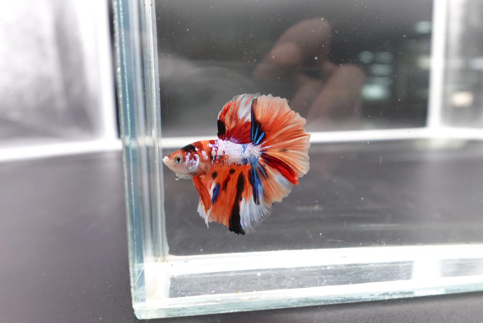 Rare Halfmoon Multicolors Betta Fish (Male) - Image 3