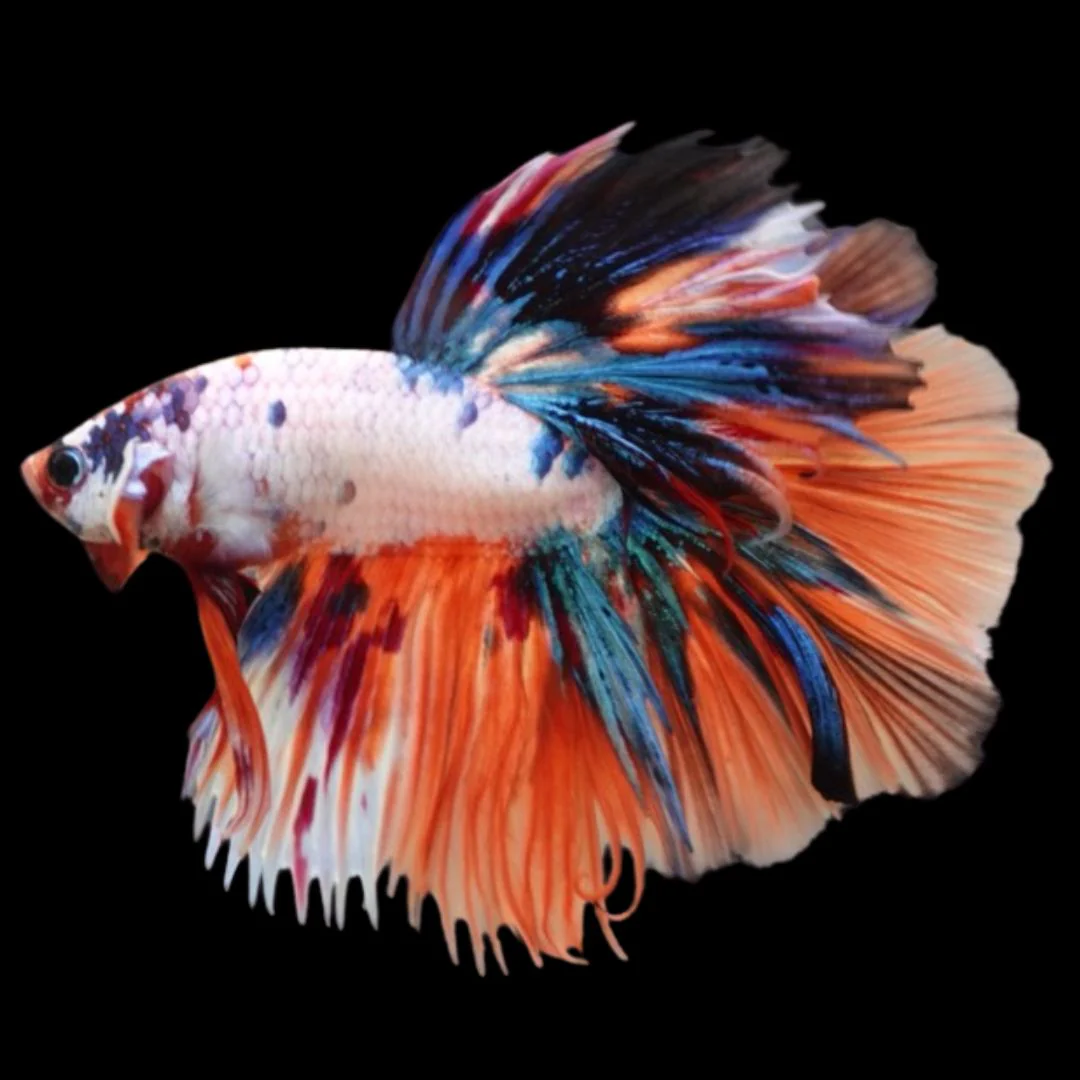Rare Halfmoon Multicolors Betta Fish (Male)