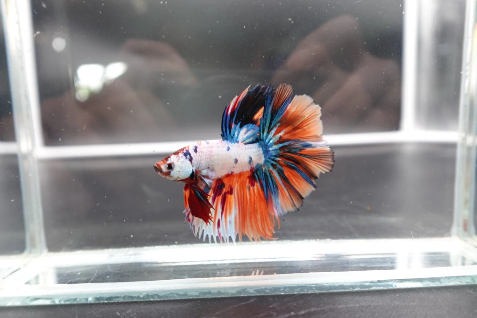 Rare Halfmoon Multicolors Betta Fish (Male) - Image 2