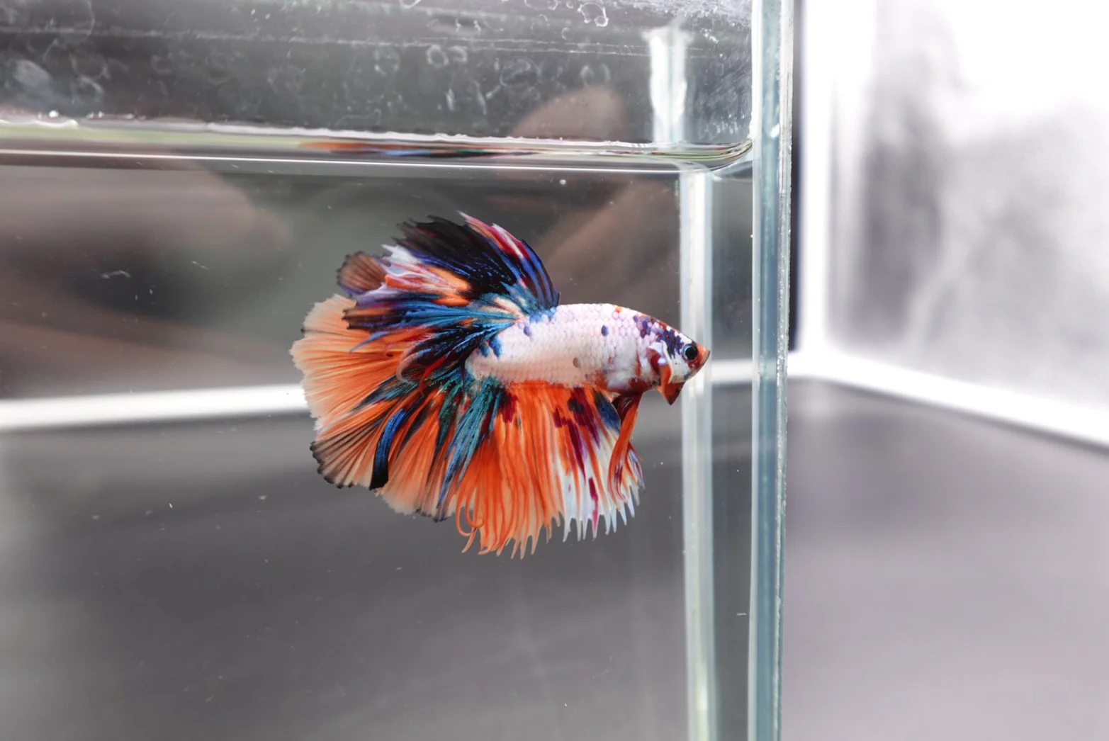 Rare Halfmoon Multicolors Betta Fish (Male) - Image 3