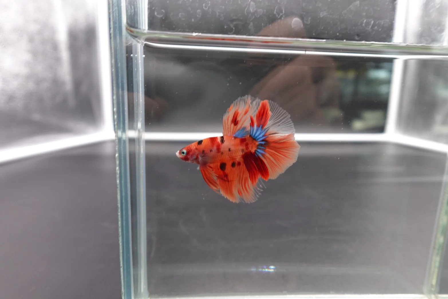 Rare Halfmoon Multicolors Betta Fish (Male) - Image 2