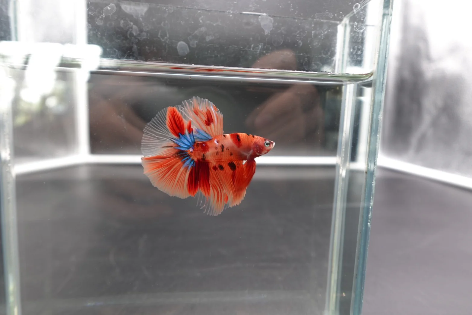 Rare Halfmoon Multicolors Betta Fish (Male) - Image 3