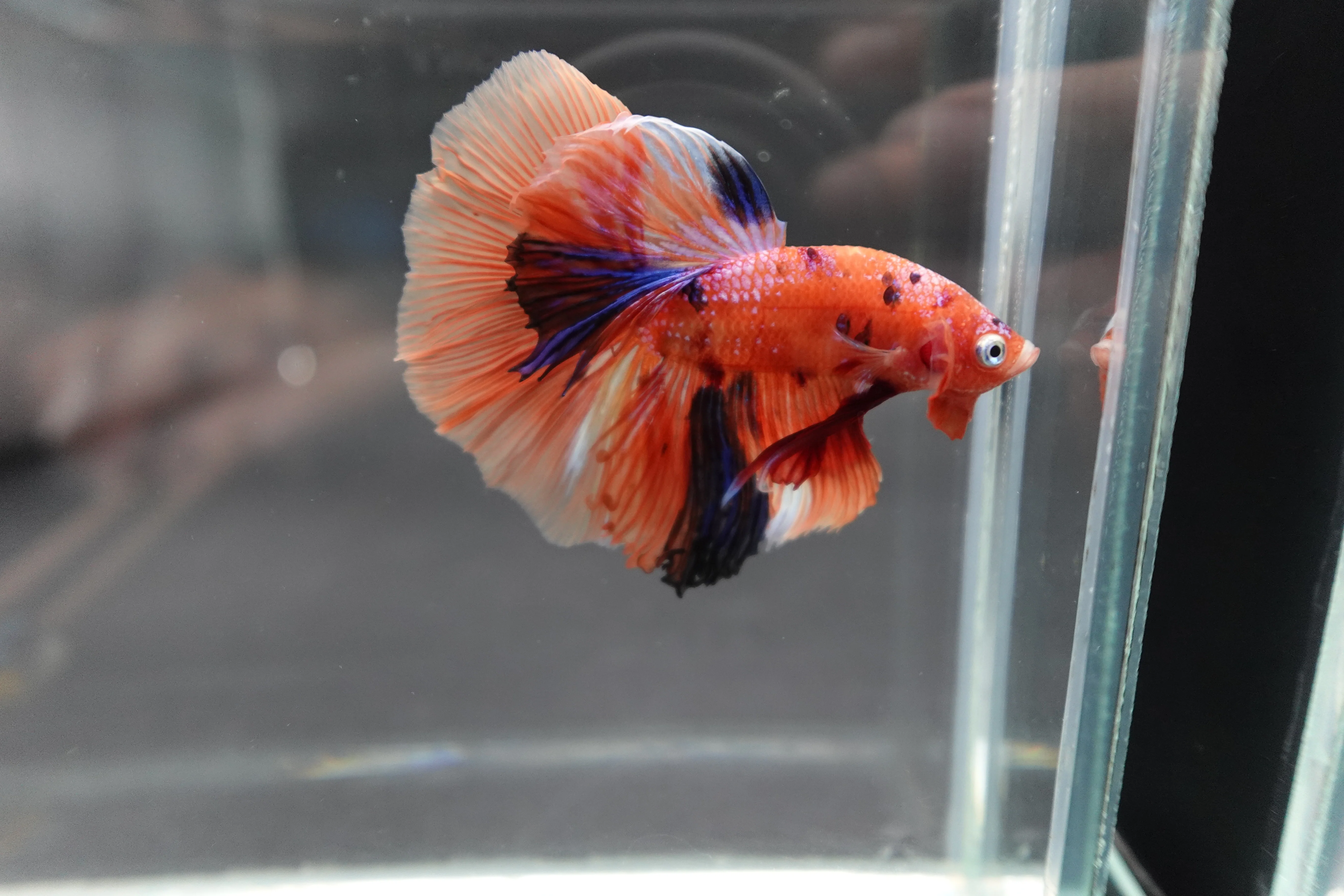 Rare Halfmoon Multicolors Betta Fish (Male) - Image 2