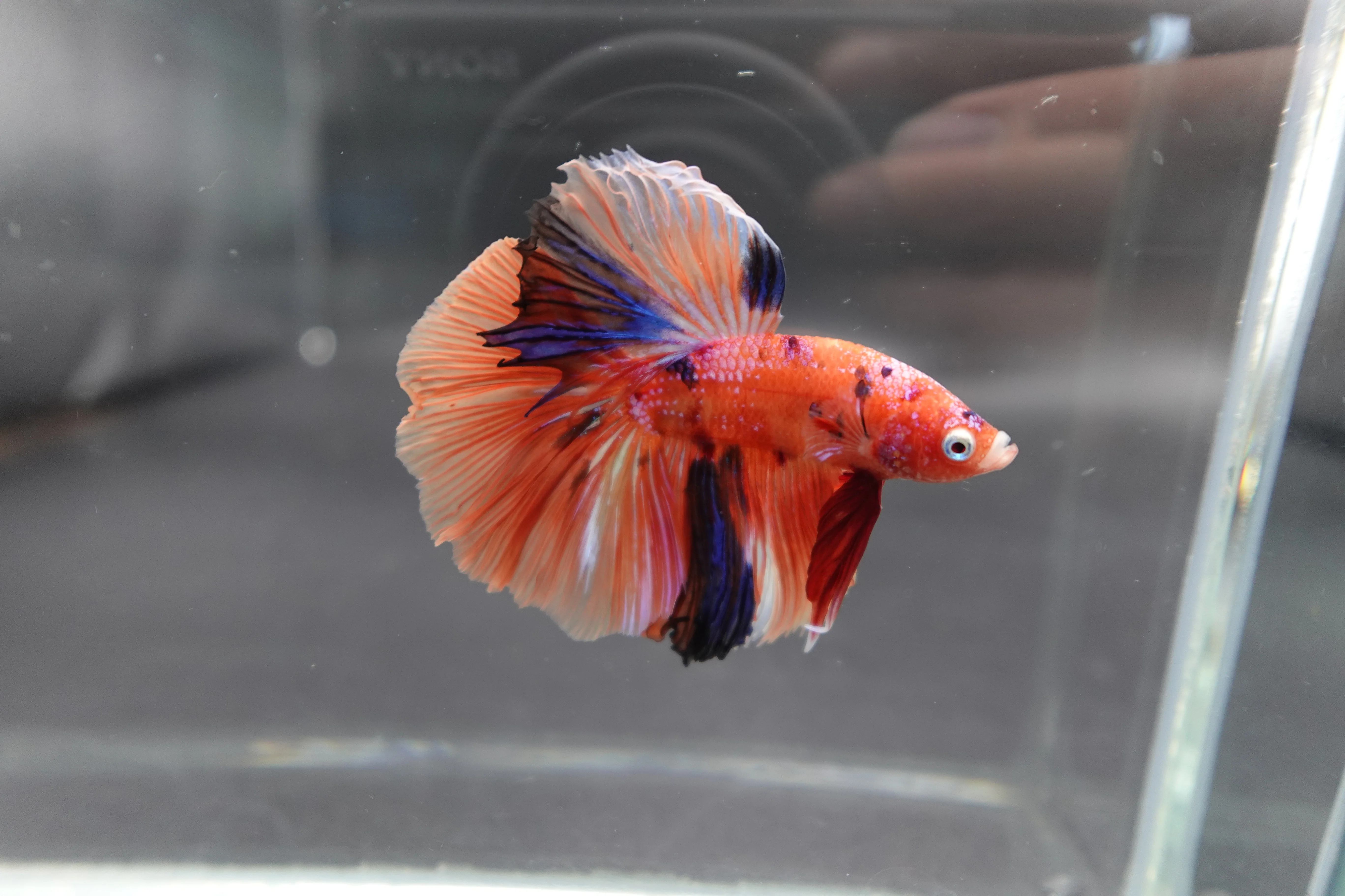 Rare Halfmoon Multicolors Betta Fish (Male) - Image 3