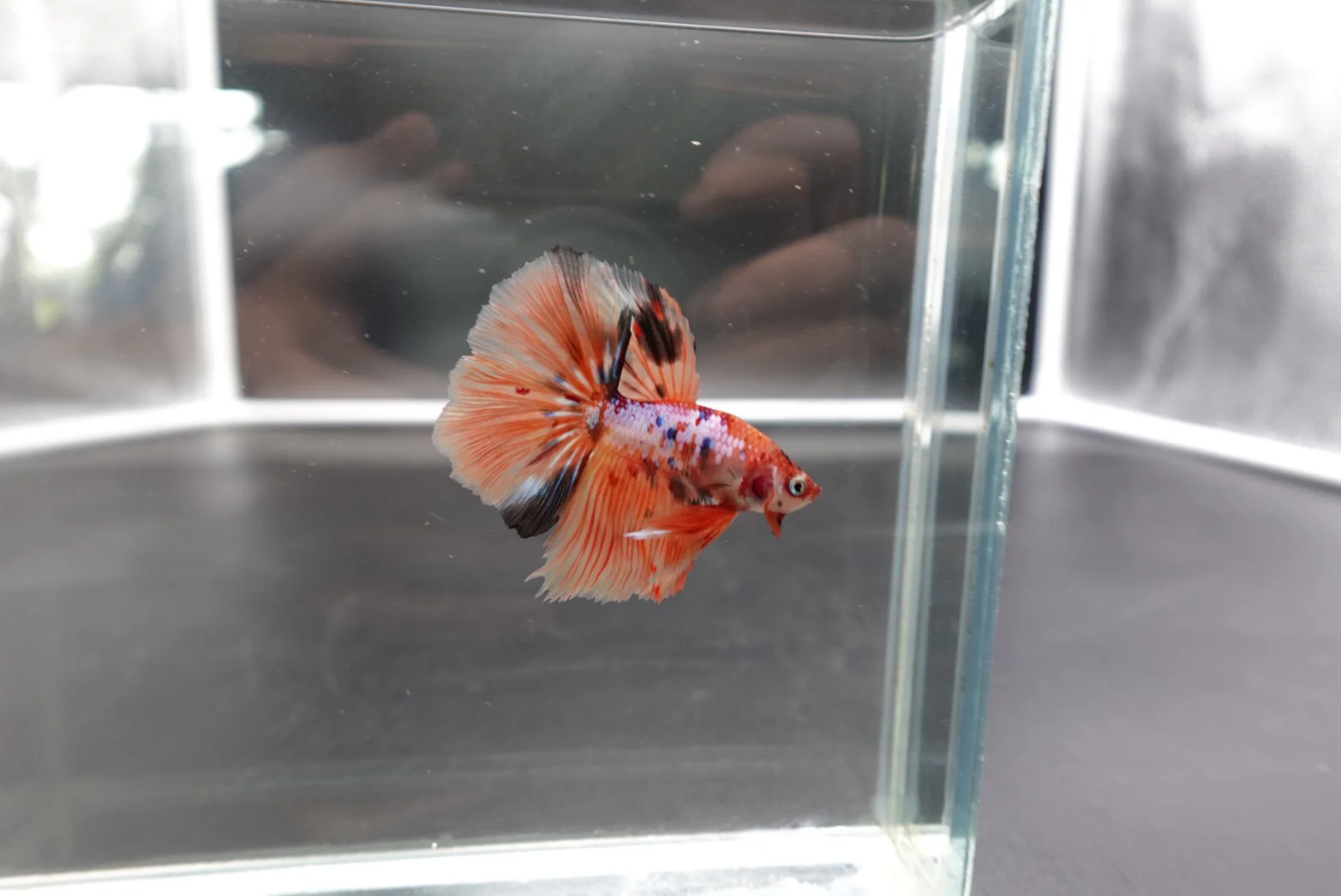 Rare Halfmoon Multicolors Betta Fish (Male) - Image 2