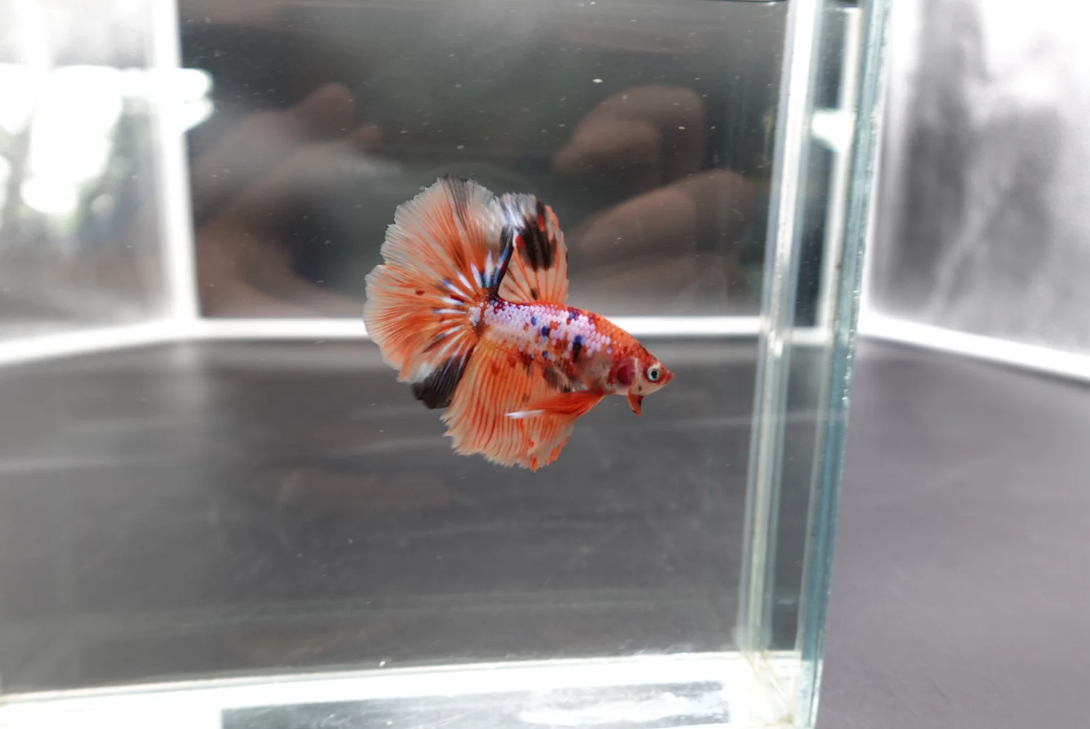 Rare Halfmoon Multicolors Betta Fish (Male) - Image 3
